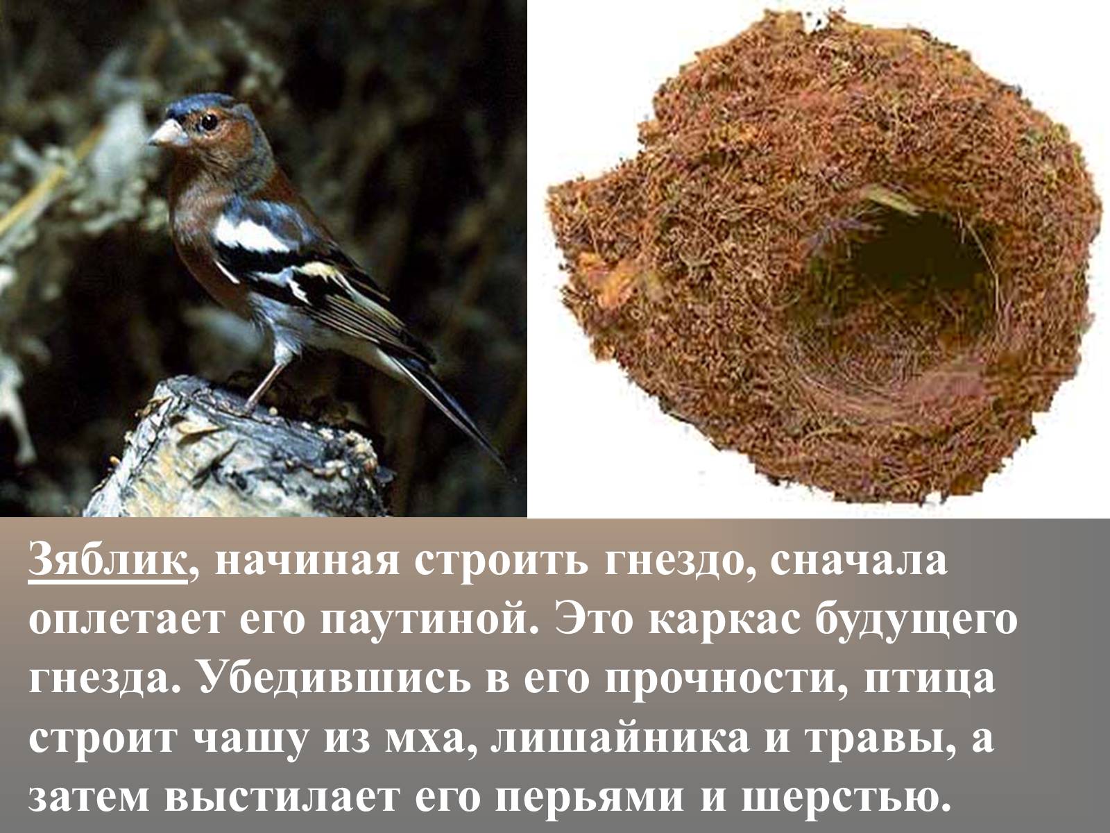 Презентація на тему «сезонные явления птиц» - Слайд #5 Презентація на тему «сезонные явления птиц» - Слайд #5