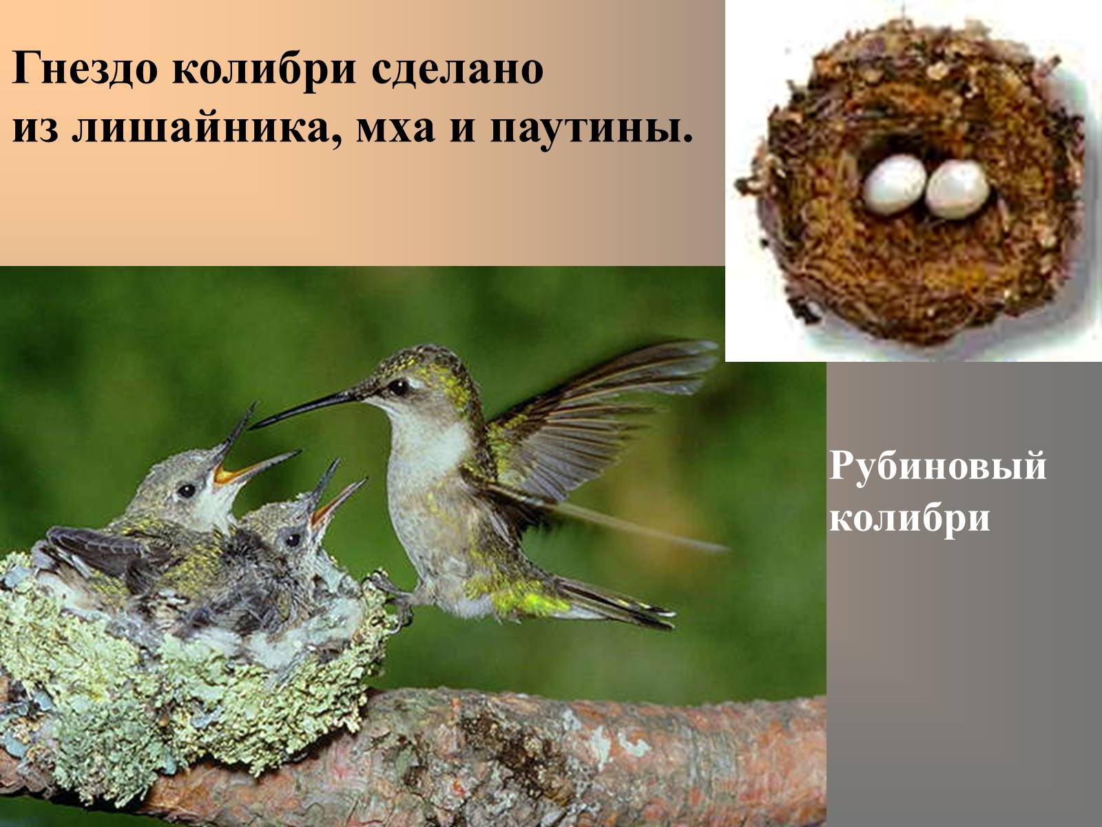 Презентація на тему «сезонные явления птиц» - Слайд #7 Презентація на тему «сезонные явления птиц» - Слайд #7