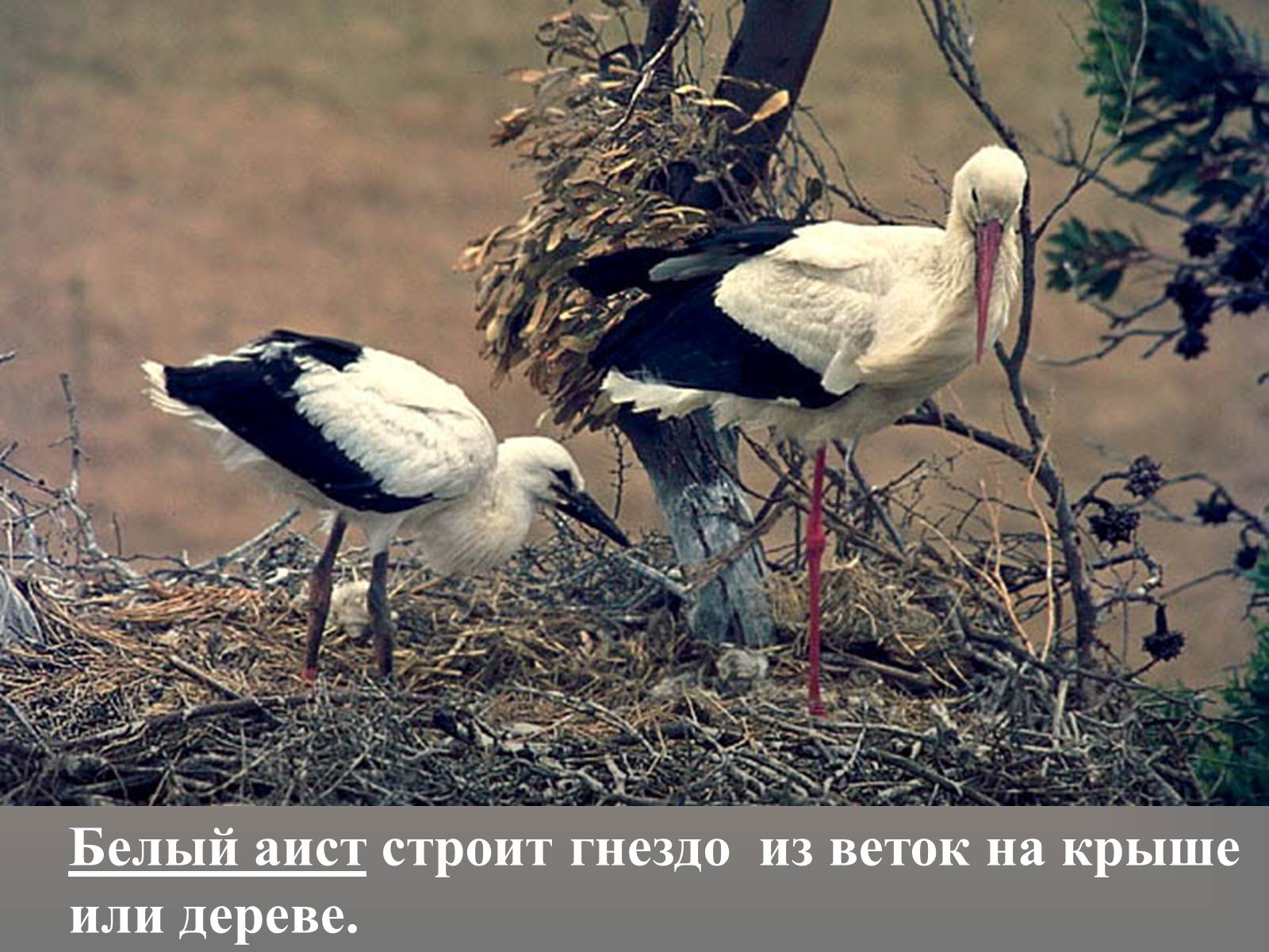 Презентація на тему «сезонные явления птиц» - Слайд #9 Презентація на тему «сезонные явления птиц» - Слайд #9