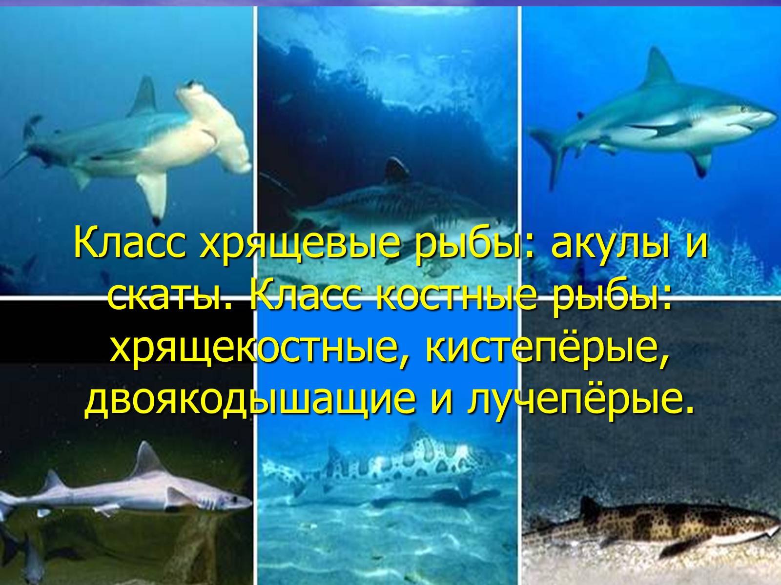 Презентація на тему «Класс хрящевые рыбы» - Слайд #1 Презентація на тему «Класс хрящевые рыбы» - Слайд #1
