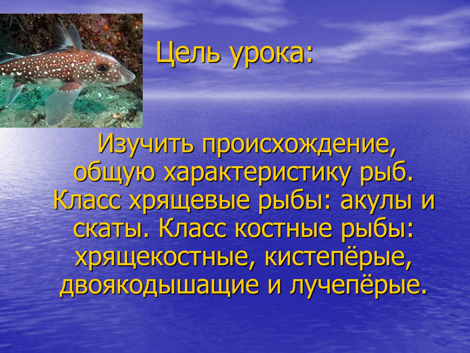 Презентація на тему «Класс хрящевые рыбы» - Слайд #2 Презентація на тему «Класс хрящевые рыбы» - Слайд #2