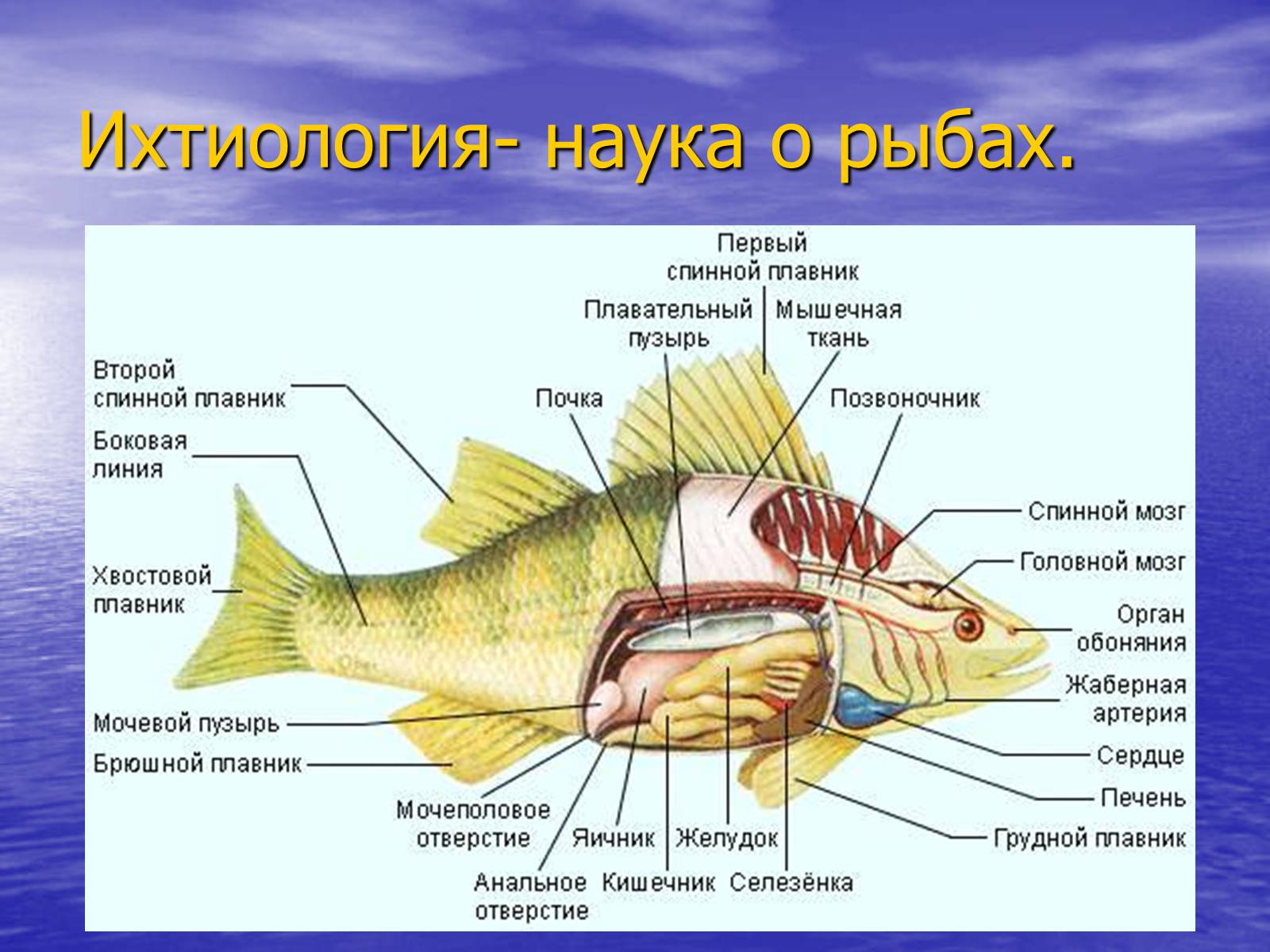 Презентація на тему «Класс хрящевые рыбы» - Слайд #4 Презентація на тему «Класс хрящевые рыбы» - Слайд #4