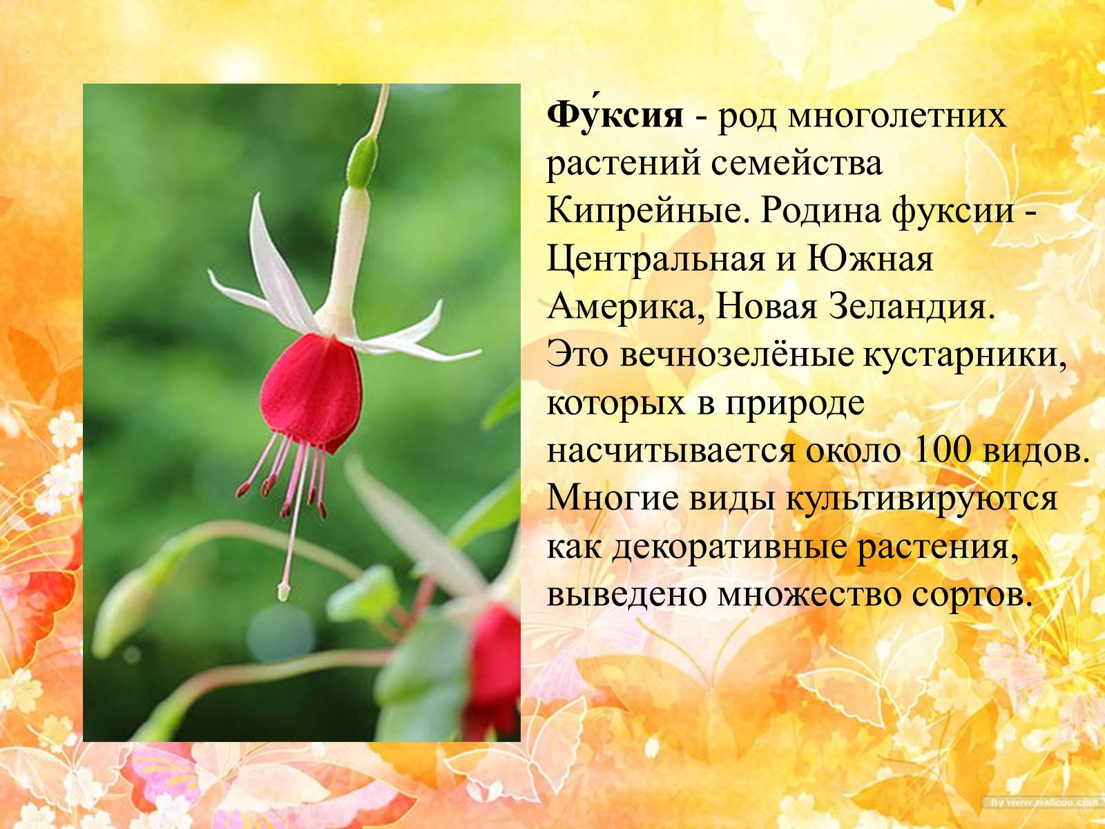 Презентація на тему «Горшечные растения. Фуксия» - Слайд #3 Презентація на тему «Горшечные растения. Фуксия» - Слайд #3