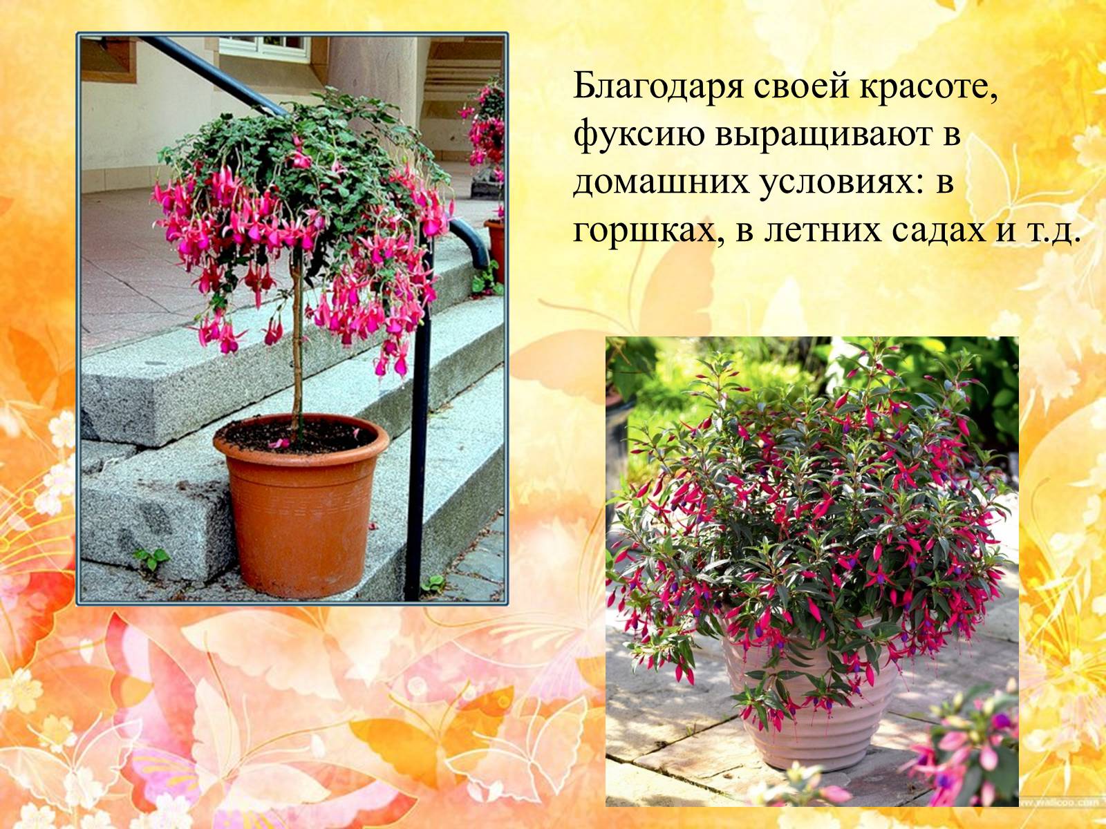 Презентація на тему «Горшечные растения. Фуксия» - Слайд #4 Презентація на тему «Горшечные растения. Фуксия» - Слайд #4
