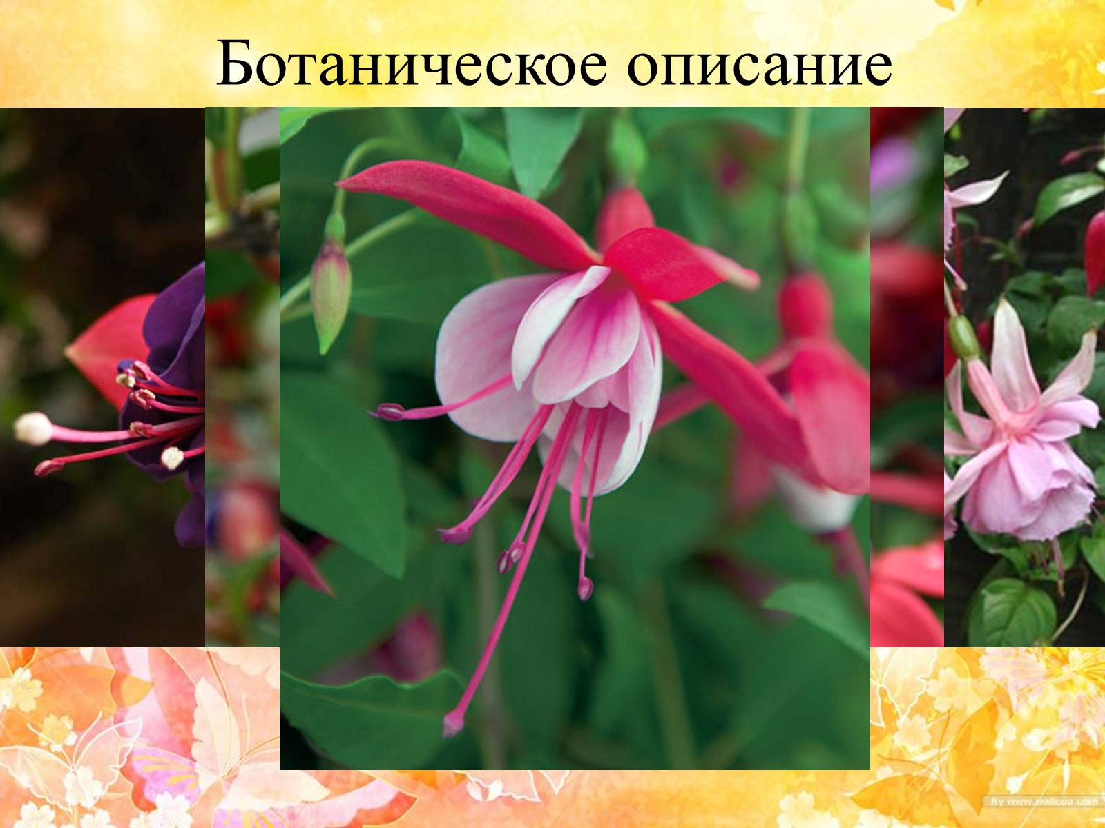 Презентація на тему «Горшечные растения. Фуксия» - Слайд #6 Презентація на тему «Горшечные растения. Фуксия» - Слайд #6