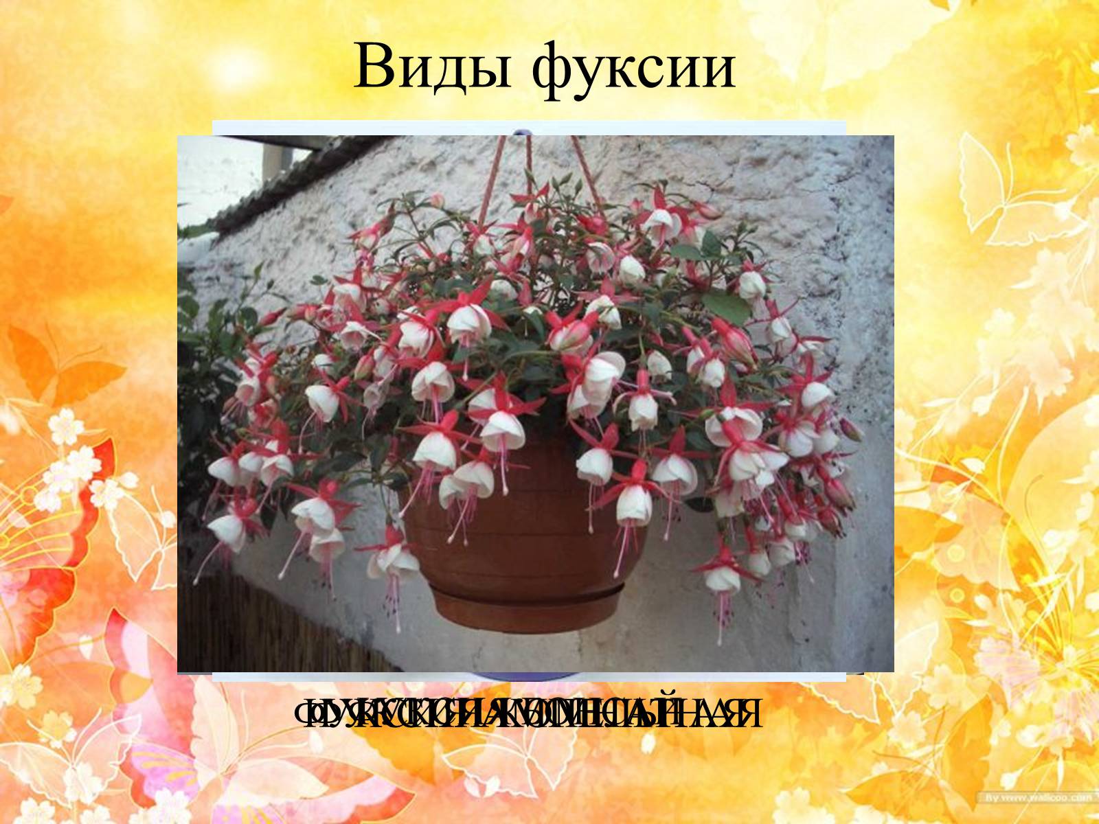 Презентація на тему «Горшечные растения. Фуксия» - Слайд #8 Презентація на тему «Горшечные растения. Фуксия» - Слайд #8