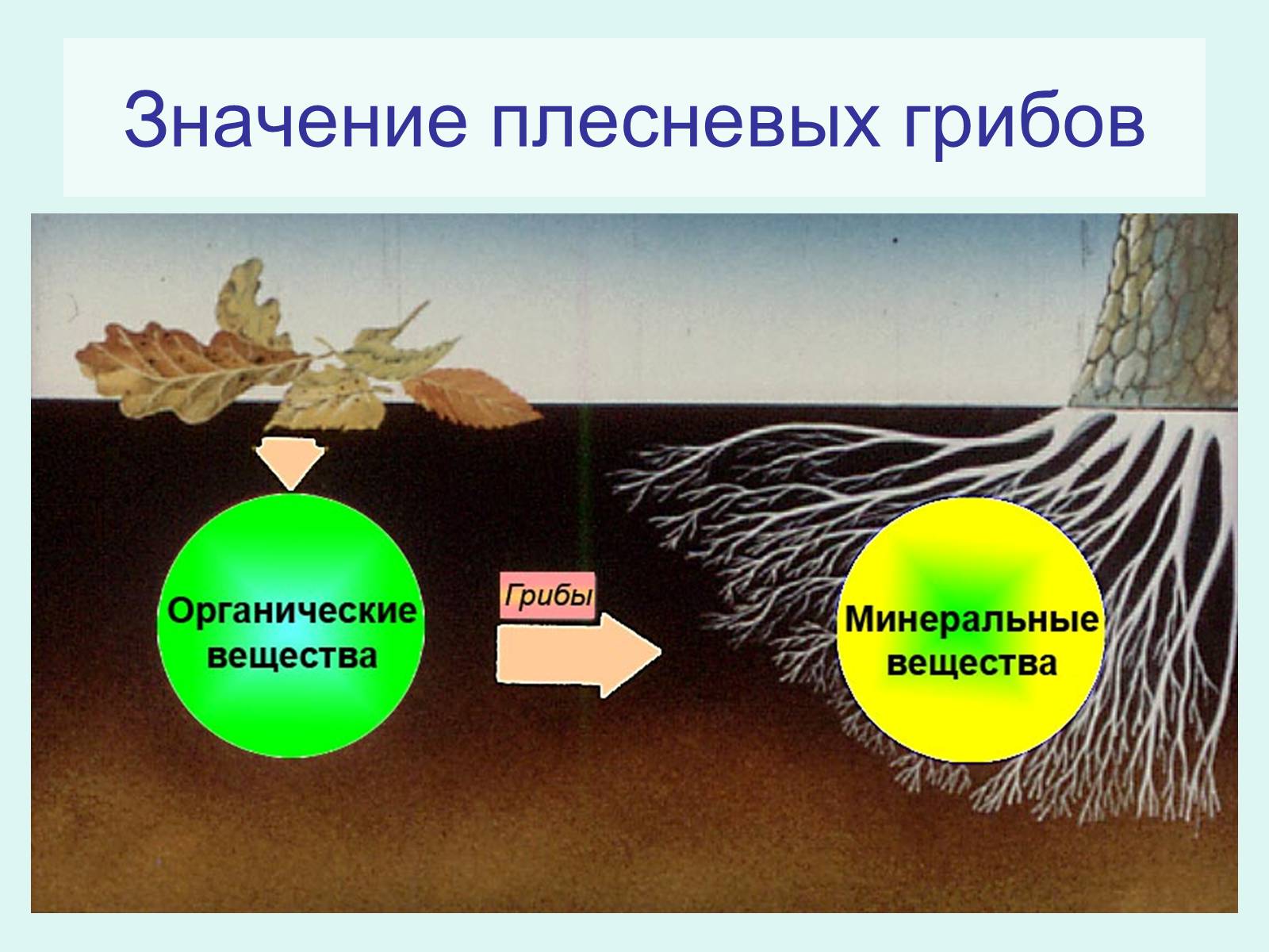 Презентація на тему «Царство Грибы» (варіант 2) - Слайд #10 Презентація на тему «Царство Грибы» (варіант 2) - Слайд #10