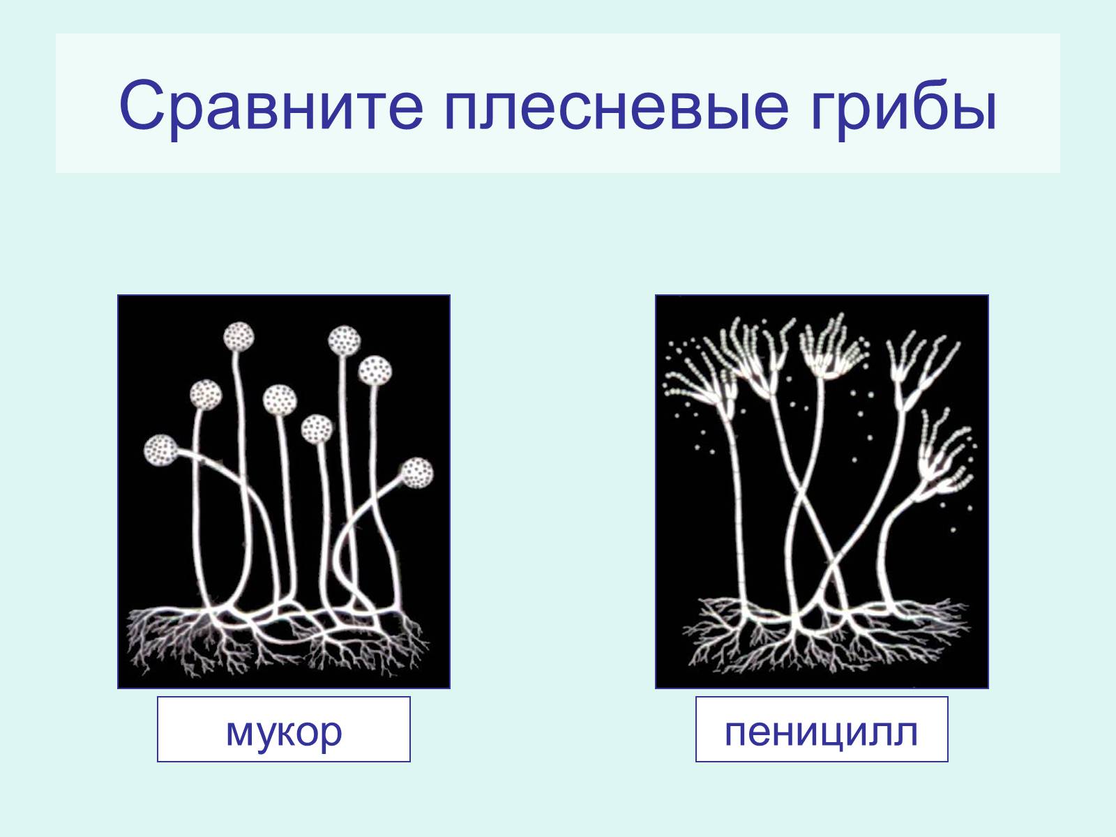 Презентація на тему «Царство Грибы» (варіант 2) - Слайд #11 Презентація на тему «Царство Грибы» (варіант 2) - Слайд #11