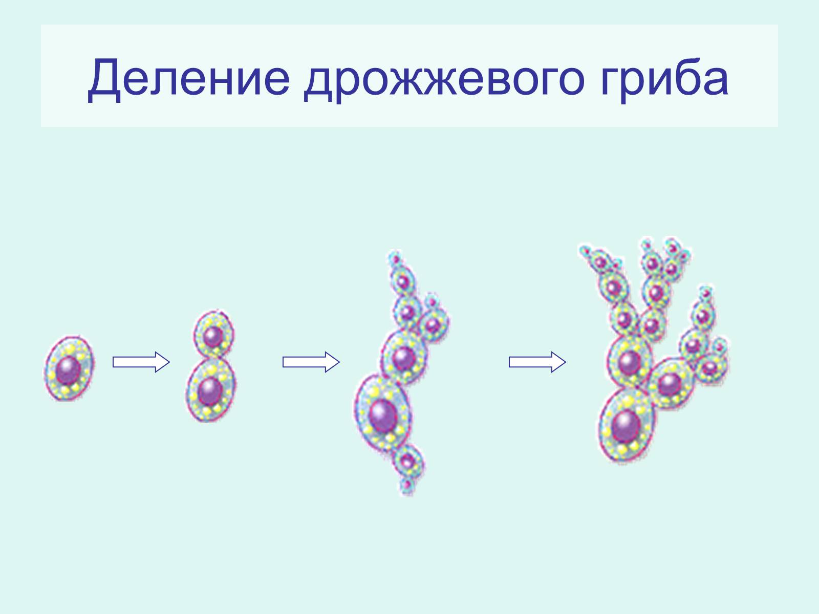 Презентація на тему «Царство Грибы» (варіант 2) - Слайд #13 Презентація на тему «Царство Грибы» (варіант 2) - Слайд #13
