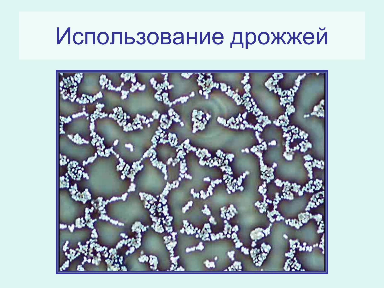 Презентація на тему «Царство Грибы» (варіант 2) - Слайд #15 Презентація на тему «Царство Грибы» (варіант 2) - Слайд #15
