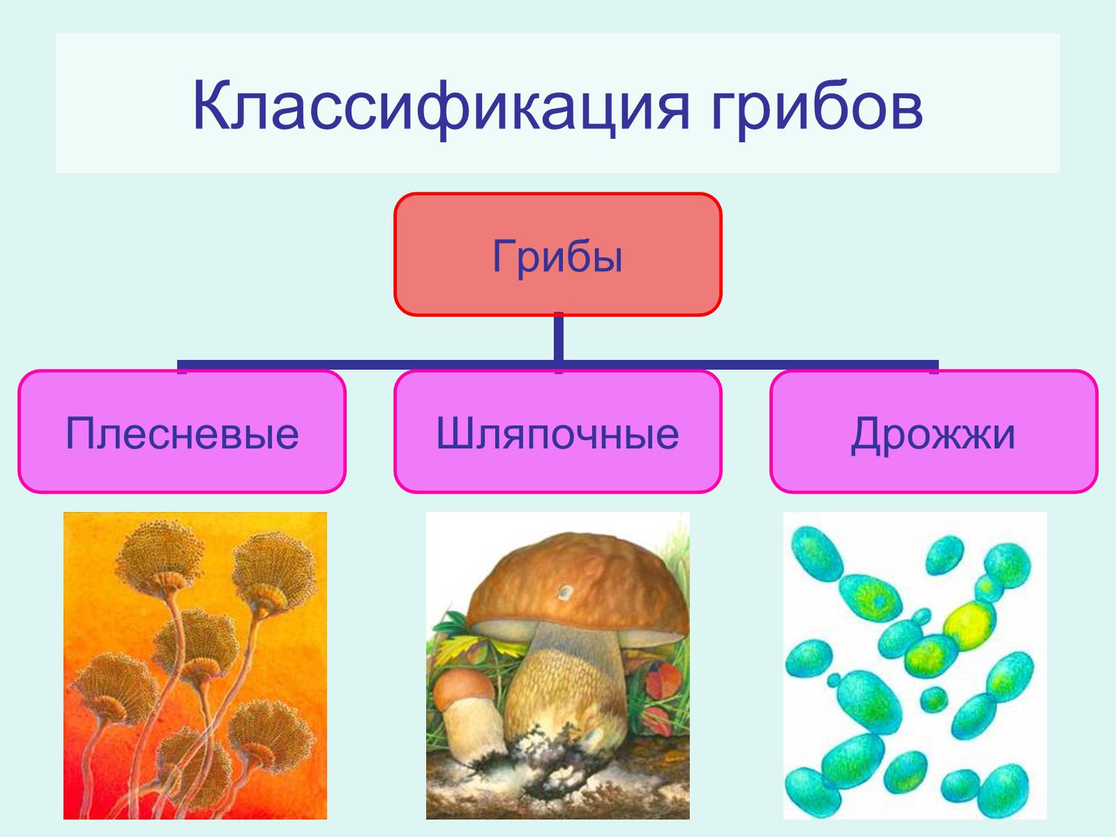 Презентація на тему «Царство Грибы» (варіант 2) - Слайд #3 Презентація на тему «Царство Грибы» (варіант 2) - Слайд #3