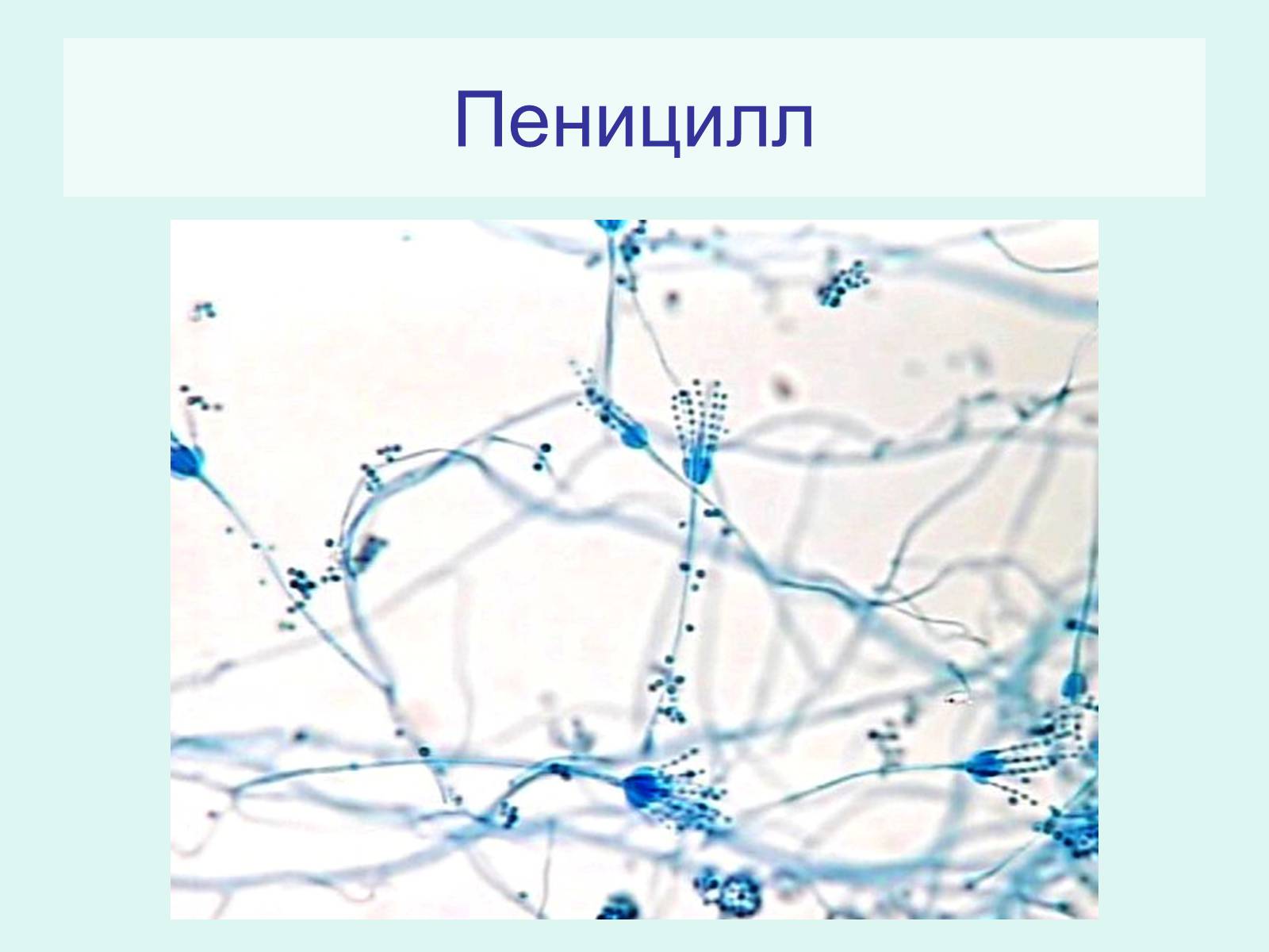 Презентація на тему «Царство Грибы» (варіант 2) - Слайд #7 Презентація на тему «Царство Грибы» (варіант 2) - Слайд #7