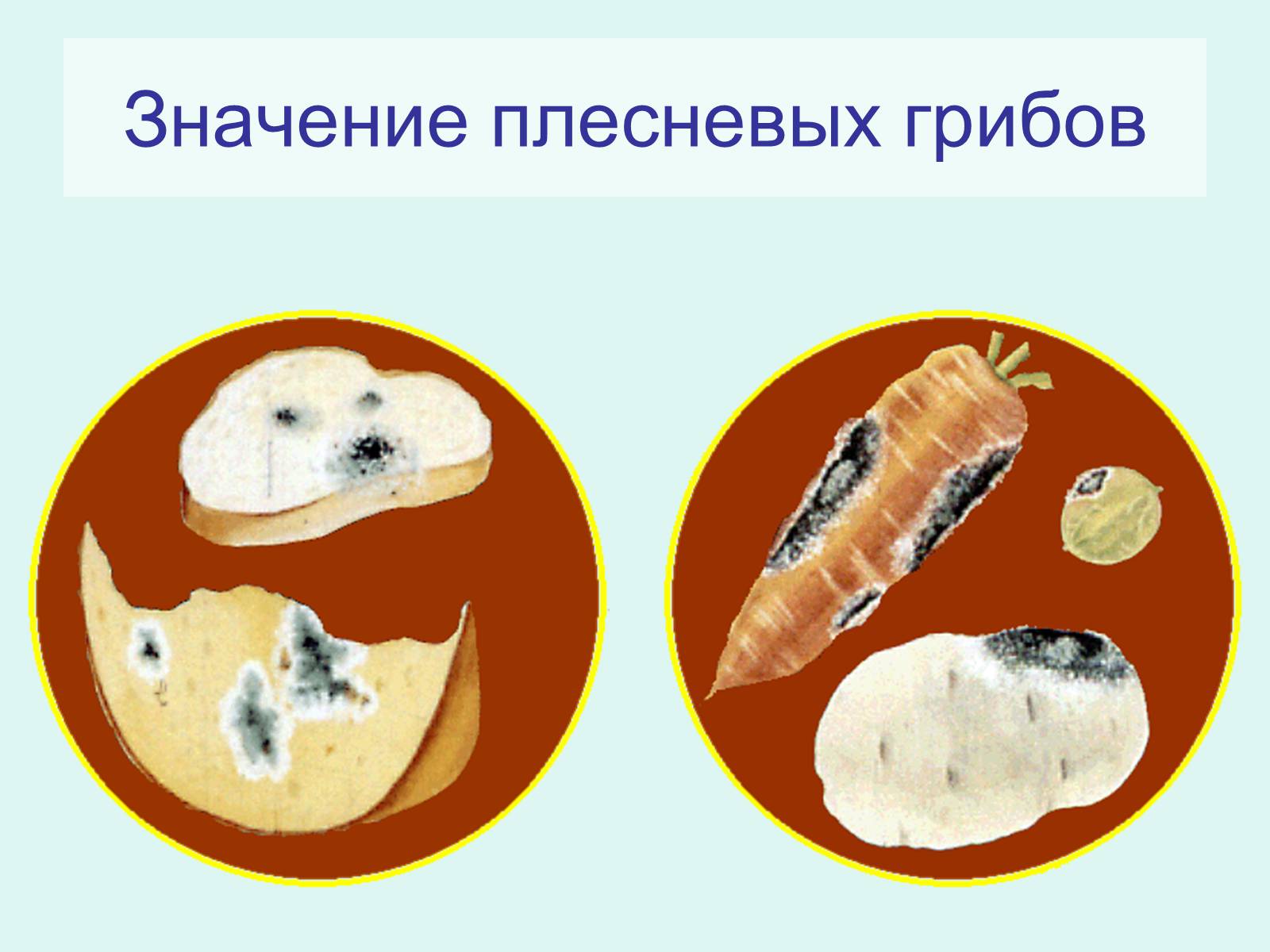 Презентація на тему «Царство Грибы» (варіант 2) - Слайд #8 Презентація на тему «Царство Грибы» (варіант 2) - Слайд #8