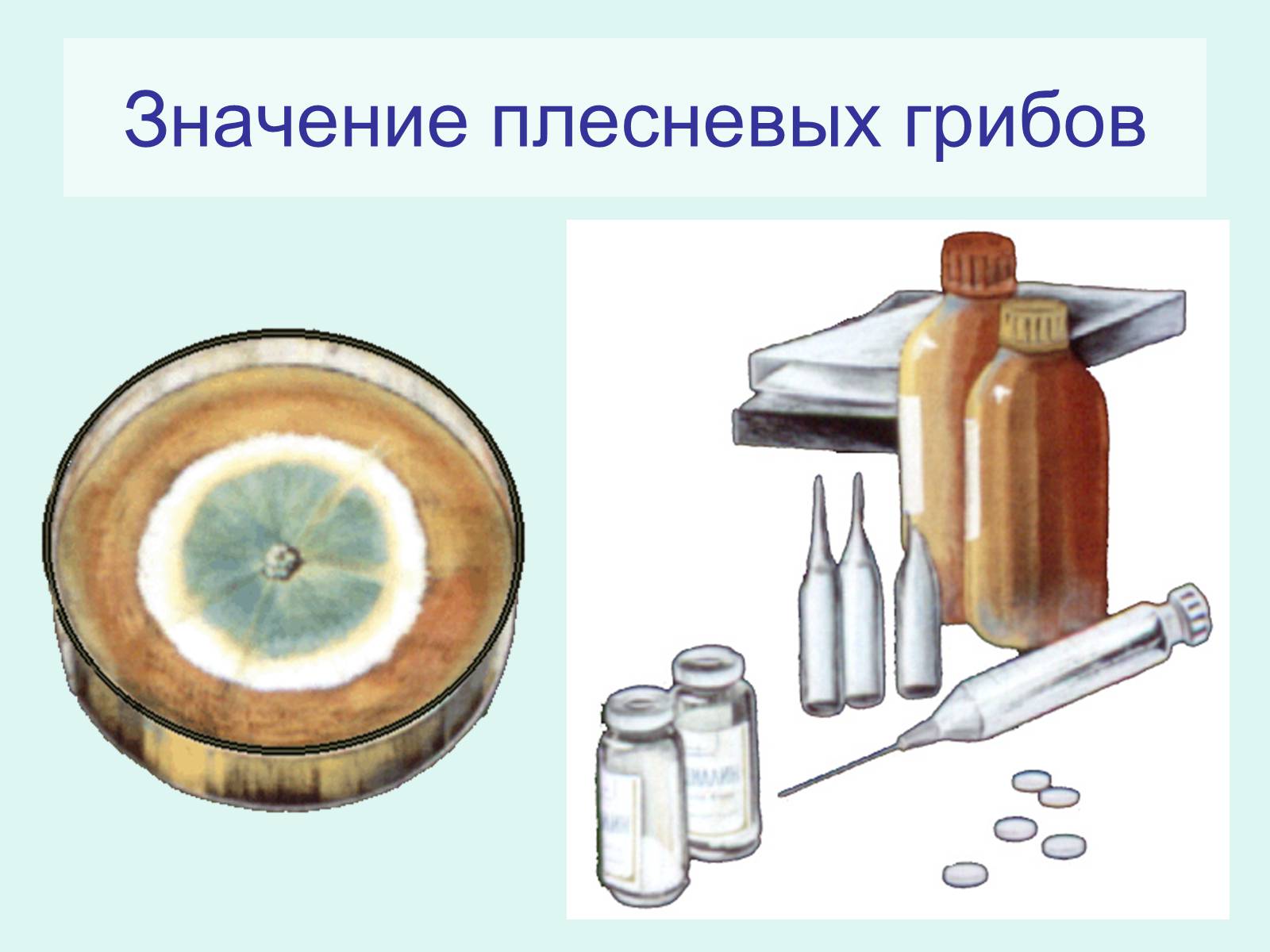 Презентація на тему «Царство Грибы» (варіант 2) - Слайд #9 Презентація на тему «Царство Грибы» (варіант 2) - Слайд #9