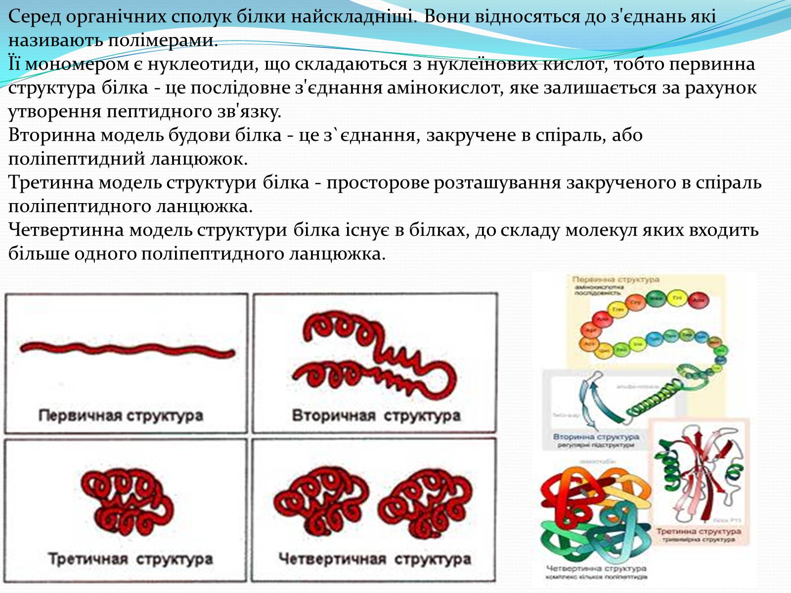 Презентація на тему «Белки» (варіант 3) - Слайд #3 Презентація на тему «Белки» (варіант 3) - Слайд #3