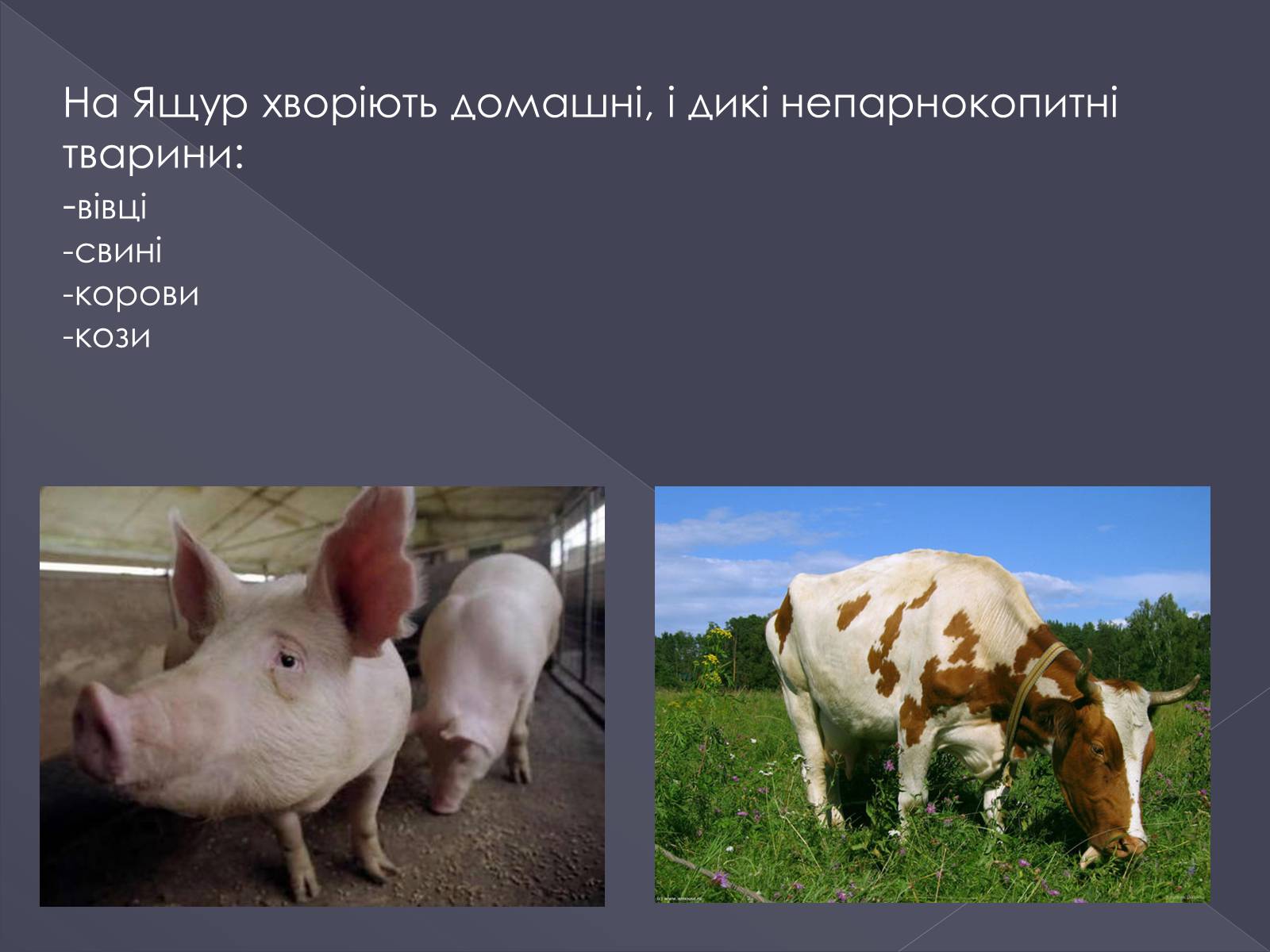 Презентація на тему «Вірусні хвороби тварин» - Слайд #12 Презентація на тему «Вірусні хвороби тварин» - Слайд #12