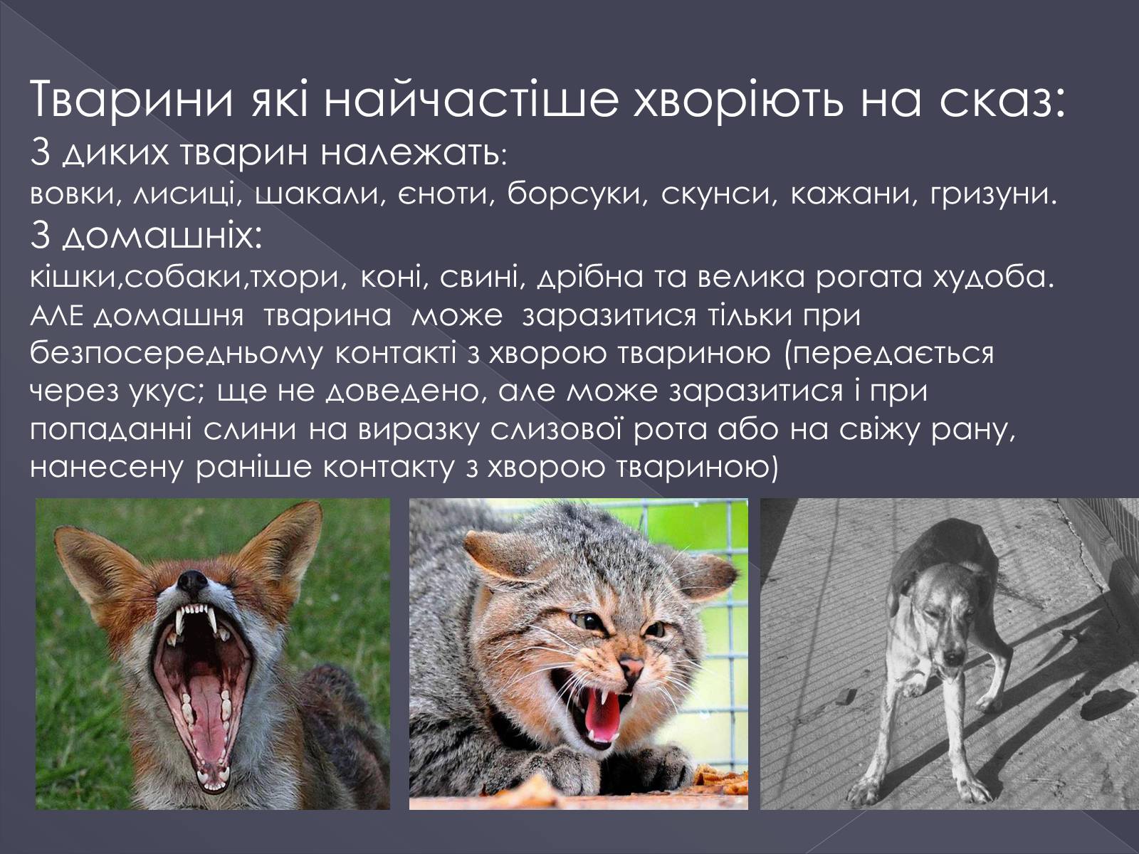 Презентація на тему «Вірусні хвороби тварин» - Слайд #4 Презентація на тему «Вірусні хвороби тварин» - Слайд #4