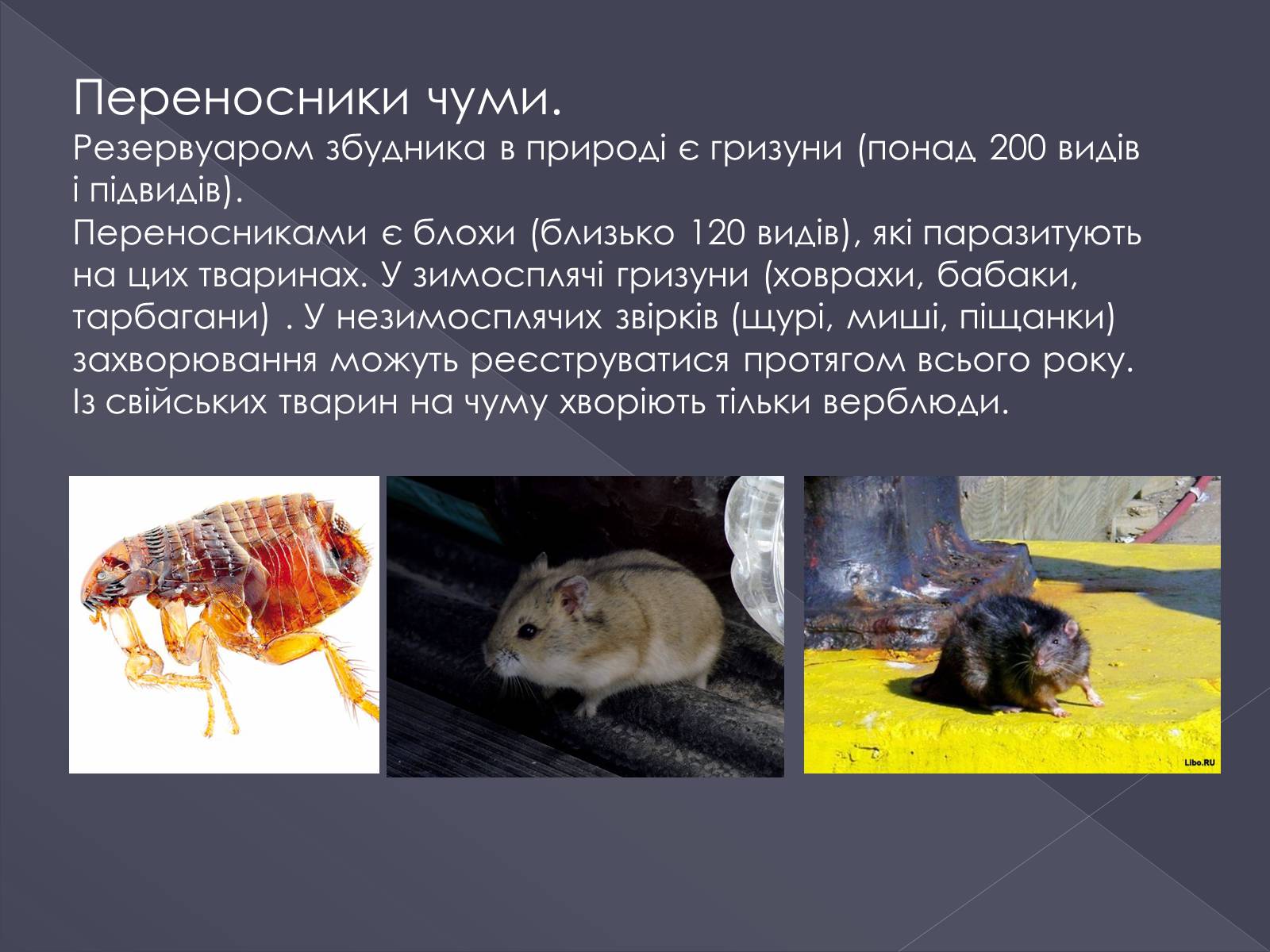 Презентація на тему «Вірусні хвороби тварин» - Слайд #9 Презентація на тему «Вірусні хвороби тварин» - Слайд #9
