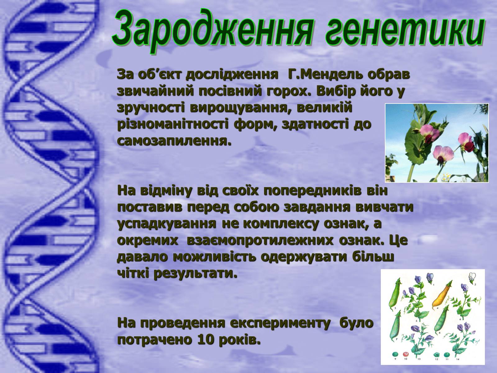 Презентація на тему «Історія розвитку генетики» - Слайд #7 Презентація на тему «Історія розвитку генетики» - Слайд #7