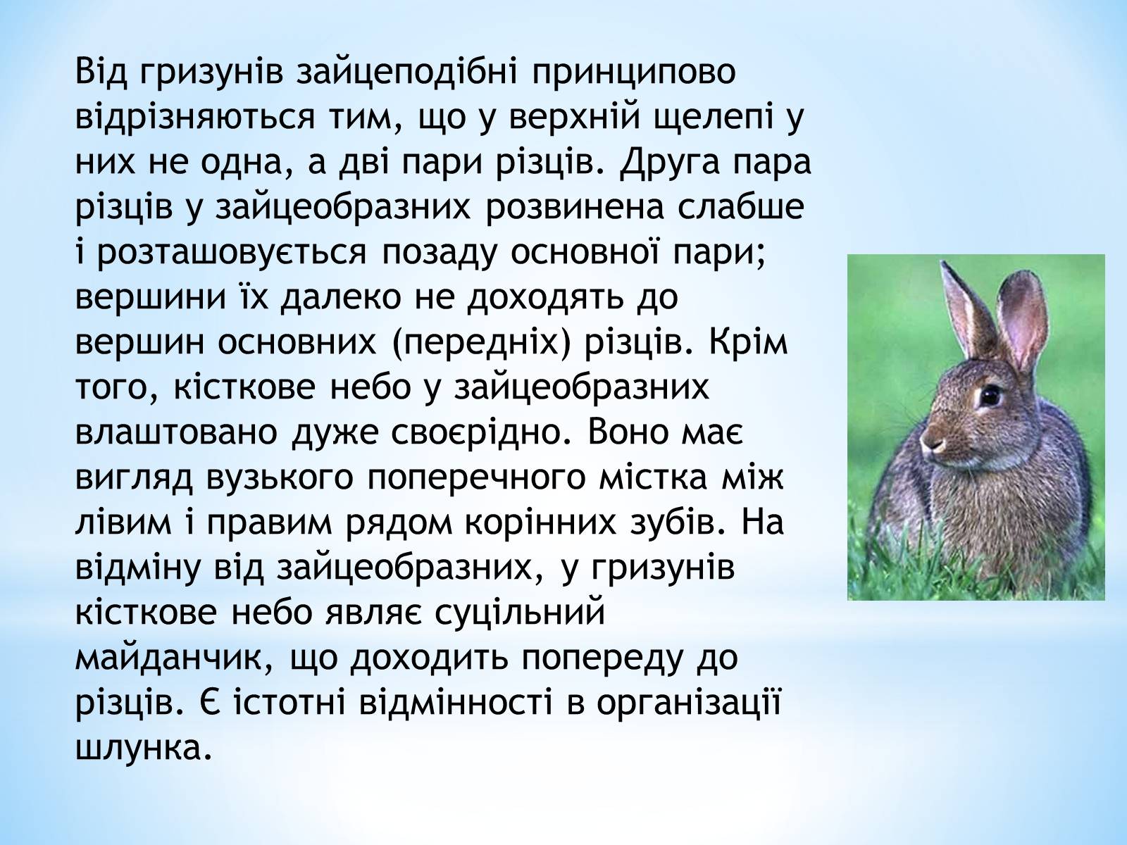 Презентація на тему «Зайцеподібні» - Слайд #3 Презентація на тему «Зайцеподібні» - Слайд #3