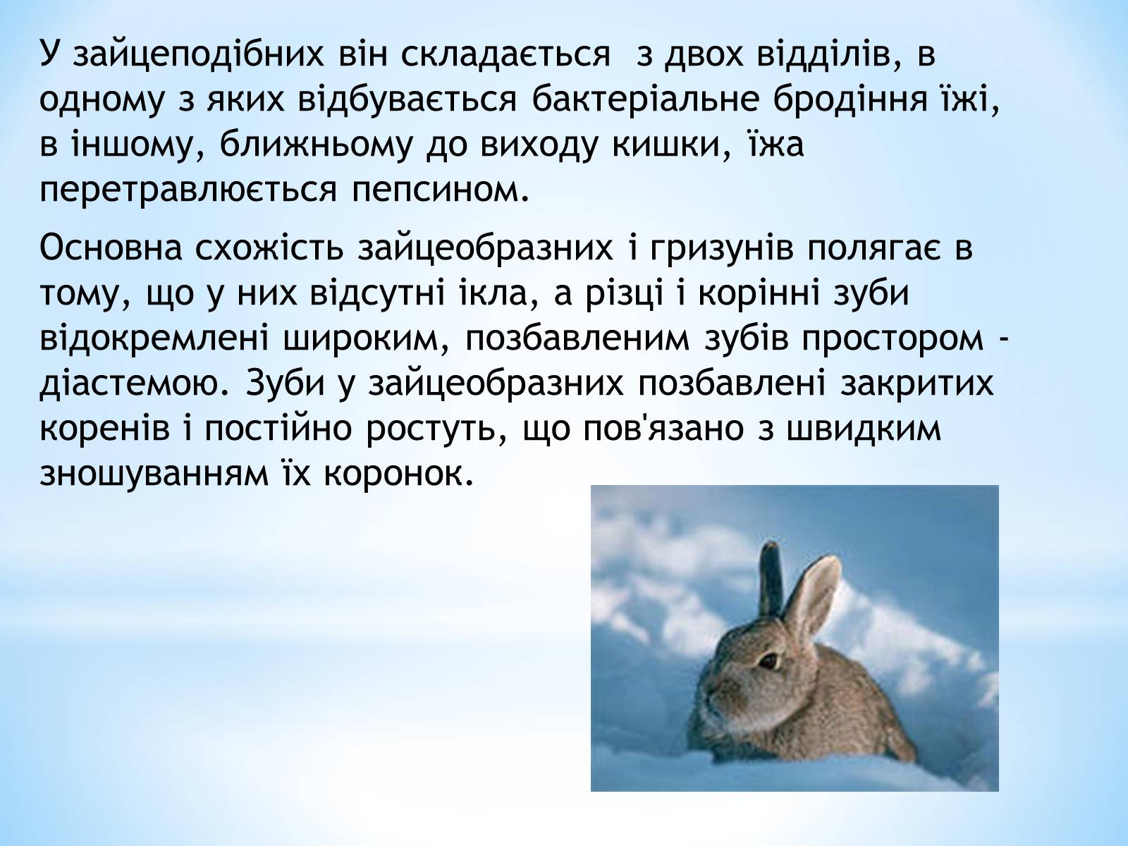 Презентація на тему «Зайцеподібні» - Слайд #4 Презентація на тему «Зайцеподібні» - Слайд #4