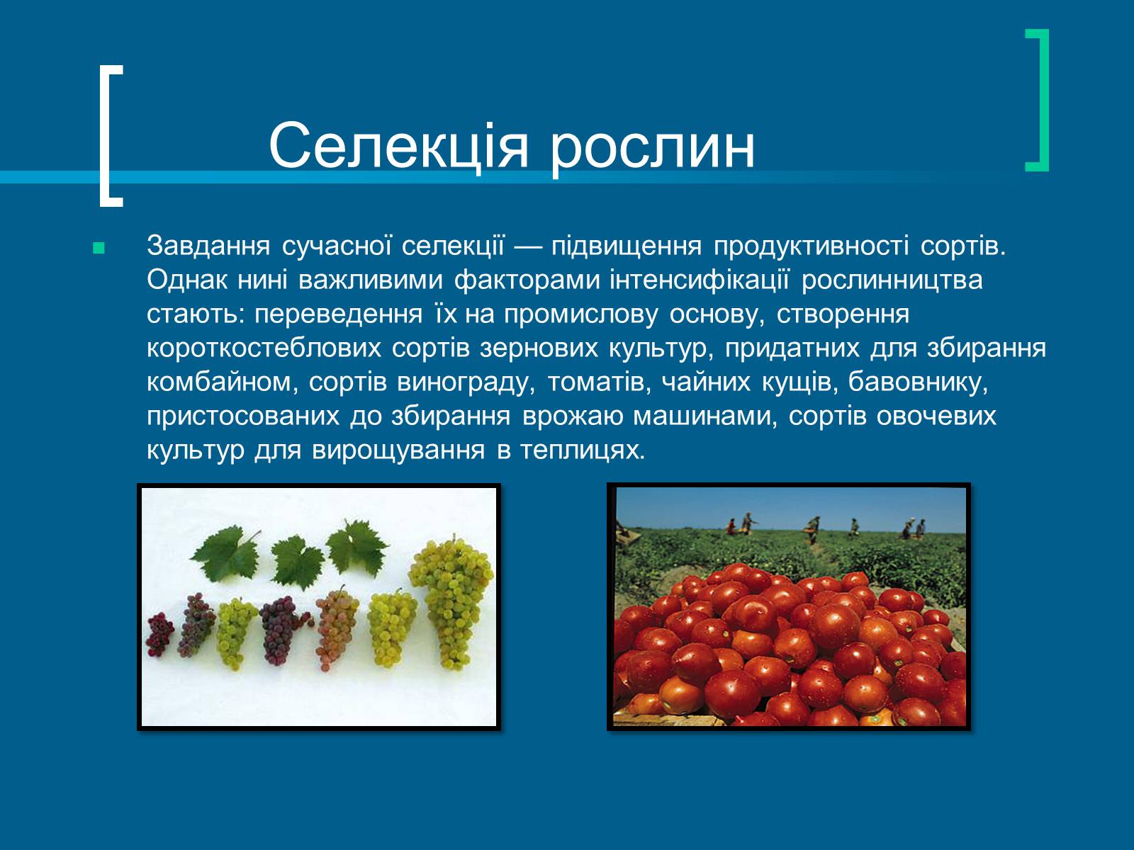 Презентація на тему «Селекція» (варіант 8) - Слайд #7 Презентація на тему «Селекція» (варіант 8) - Слайд #7