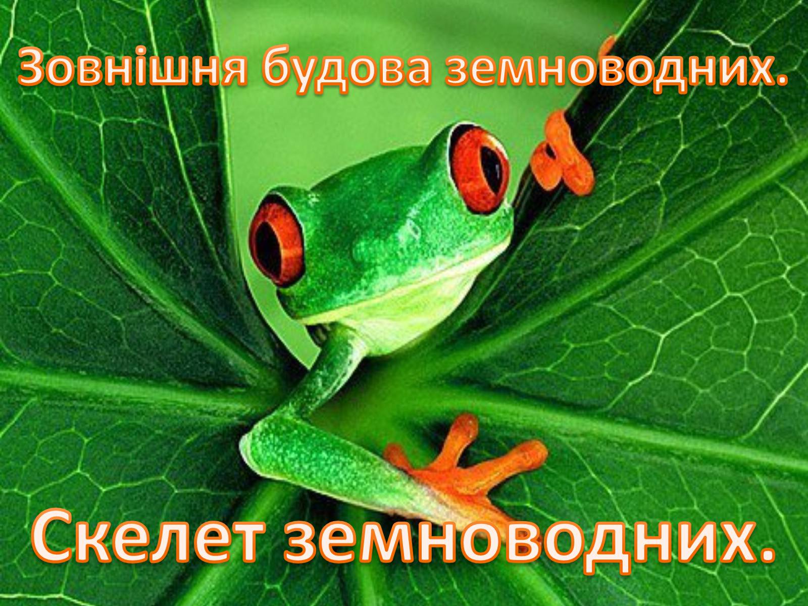 Презентація на тему «Зовнішня будова земноводних» - Слайд #1 Презентація на тему «Зовнішня будова земноводних» - Слайд #1