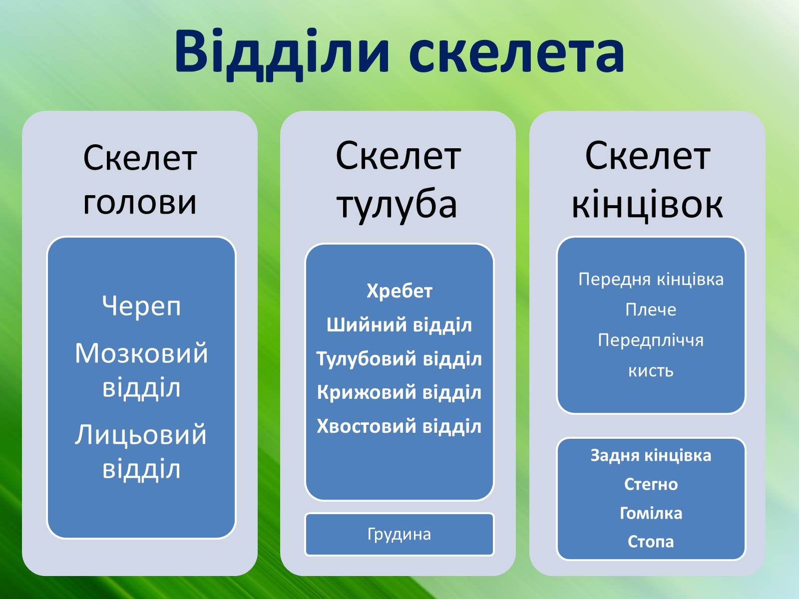 Презентація на тему «Зовнішня будова земноводних» - Слайд #11 Презентація на тему «Зовнішня будова земноводних» - Слайд #11