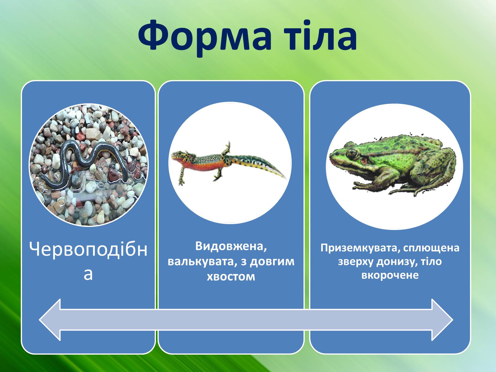 Презентація на тему «Зовнішня будова земноводних» - Слайд #12 Презентація на тему «Зовнішня будова земноводних» - Слайд #12