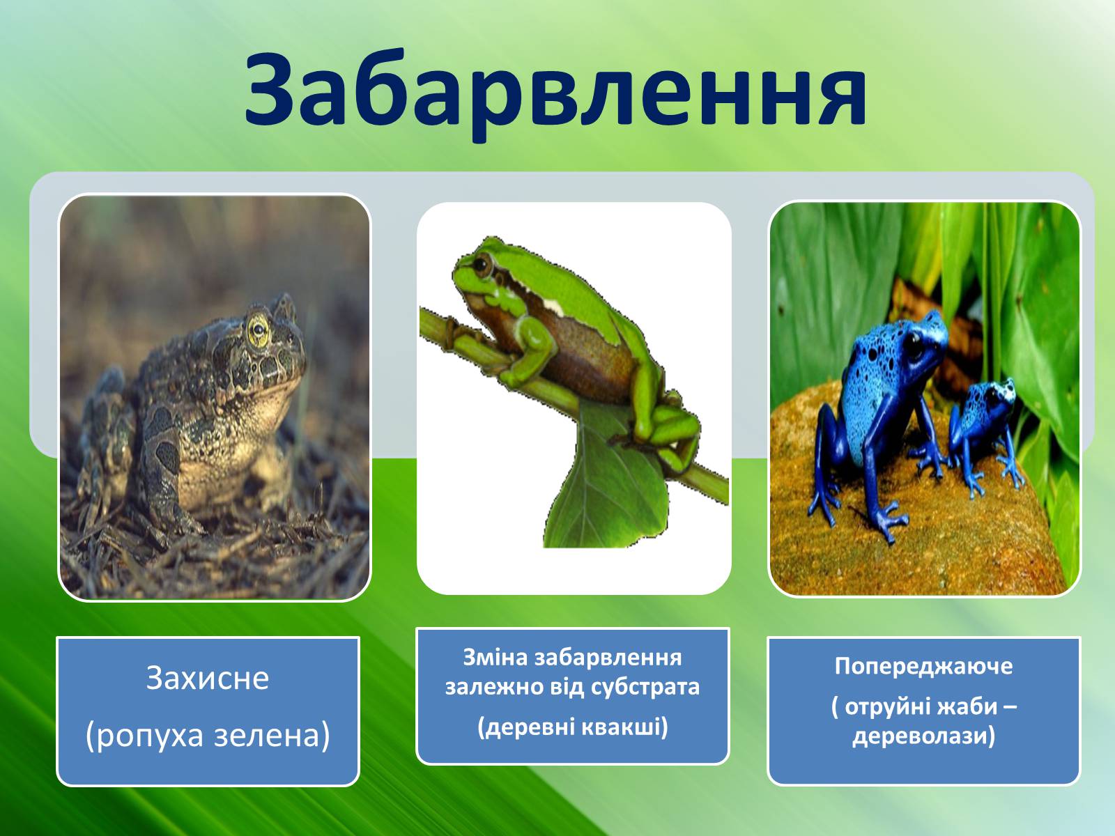Презентація на тему «Зовнішня будова земноводних» - Слайд #13 Презентація на тему «Зовнішня будова земноводних» - Слайд #13