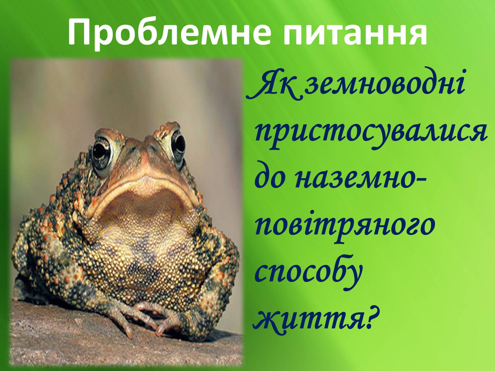 Презентація на тему «Зовнішня будова земноводних» - Слайд #3 Презентація на тему «Зовнішня будова земноводних» - Слайд #3