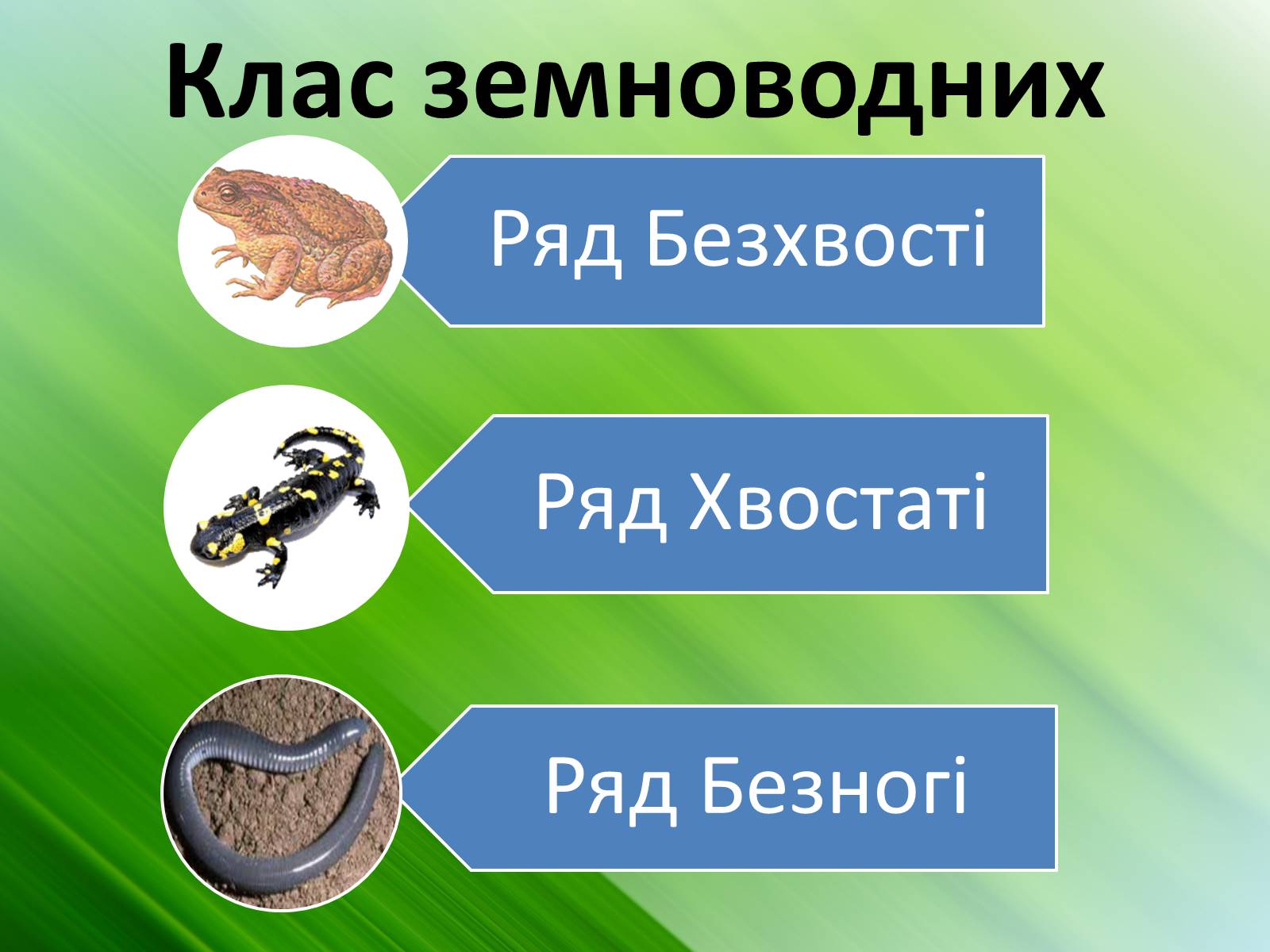 Презентація на тему «Зовнішня будова земноводних» - Слайд #4 Презентація на тему «Зовнішня будова земноводних» - Слайд #4