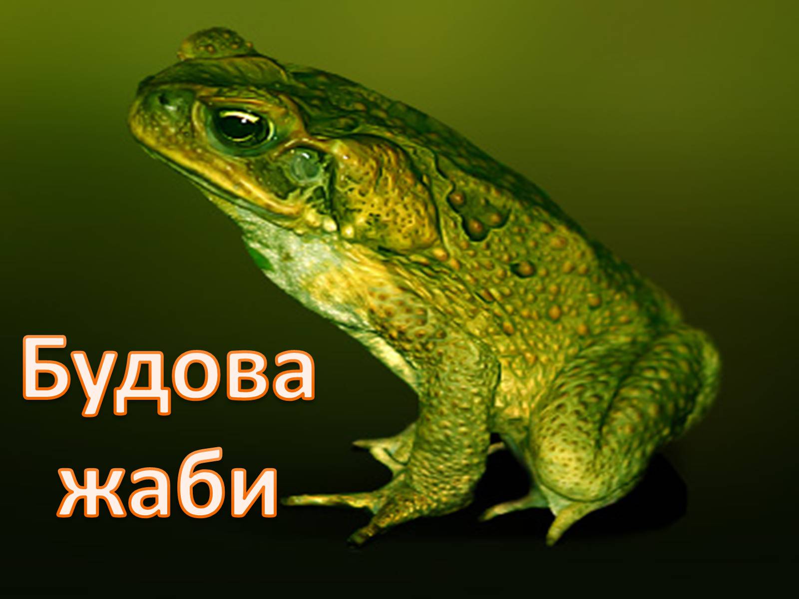 Презентація на тему «Зовнішня будова земноводних» - Слайд #8 Презентація на тему «Зовнішня будова земноводних» - Слайд #8