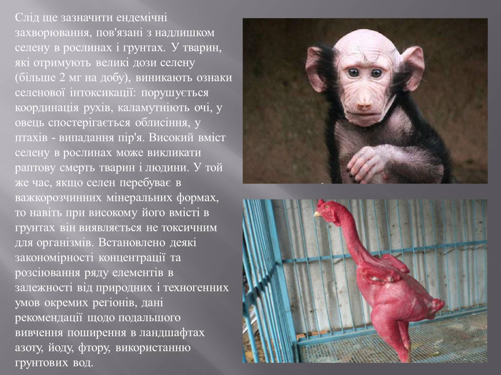 Презентація на тему «Ендемічні захворювання» (варіант 2) - Слайд #7 Презентація на тему «Ендемічні захворювання» (варіант 2) - Слайд #7