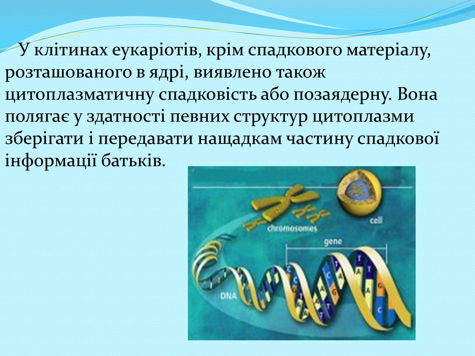 Презентація на тему «Хромосомна теорія спадковості» (варіант 2) - Слайд #8 Презентація на тему «Хромосомна теорія спадковості» (варіант 2) - Слайд #8