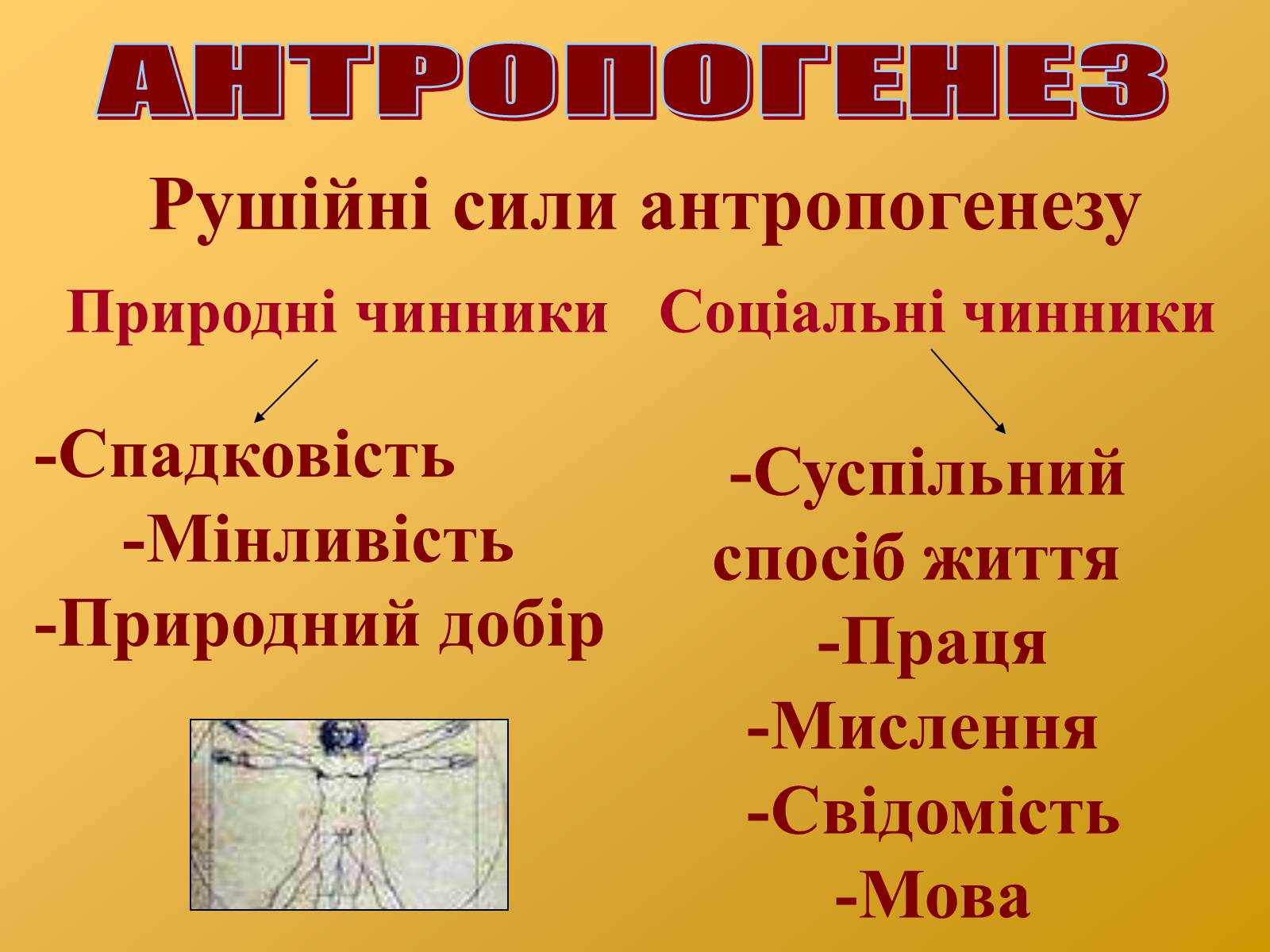 Презентація на тему «Антропогенез» (варіант 2) - Слайд #13 Презентація на тему «Антропогенез» (варіант 2) - Слайд #13