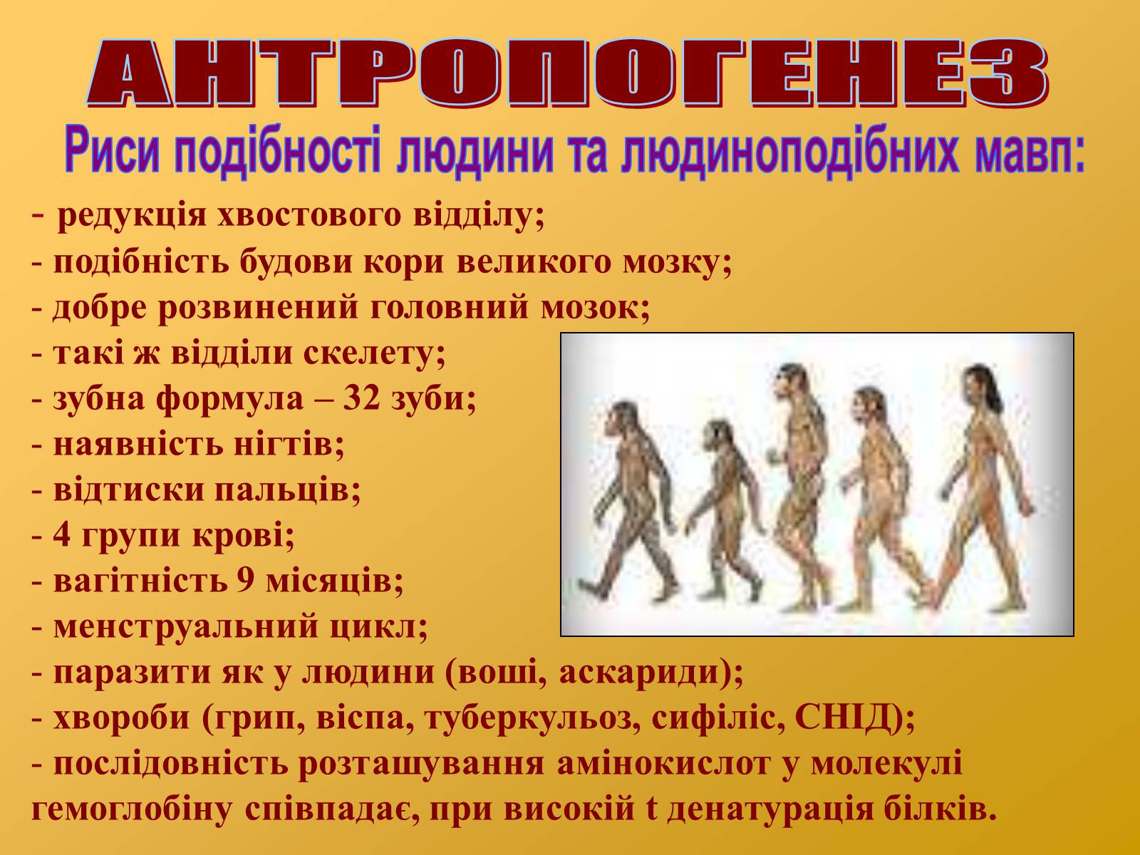 Презентація на тему «Антропогенез» (варіант 2) - Слайд #15 Презентація на тему «Антропогенез» (варіант 2) - Слайд #15