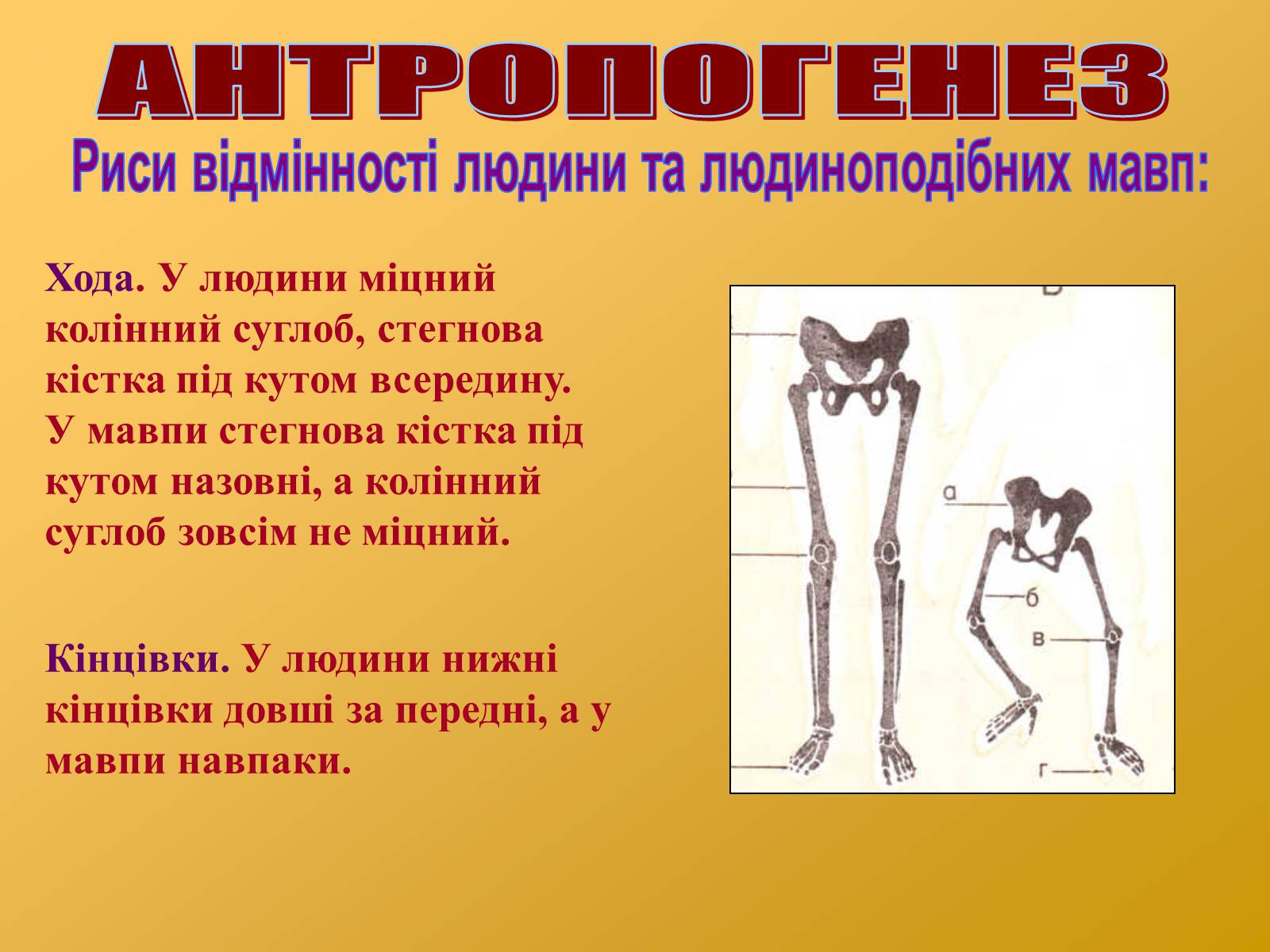 Презентація на тему «Антропогенез» (варіант 2) - Слайд #16 Презентація на тему «Антропогенез» (варіант 2) - Слайд #16
