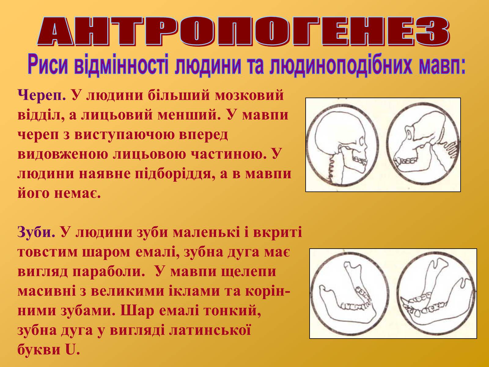 Презентація на тему «Антропогенез» (варіант 2) - Слайд #18 Презентація на тему «Антропогенез» (варіант 2) - Слайд #18
