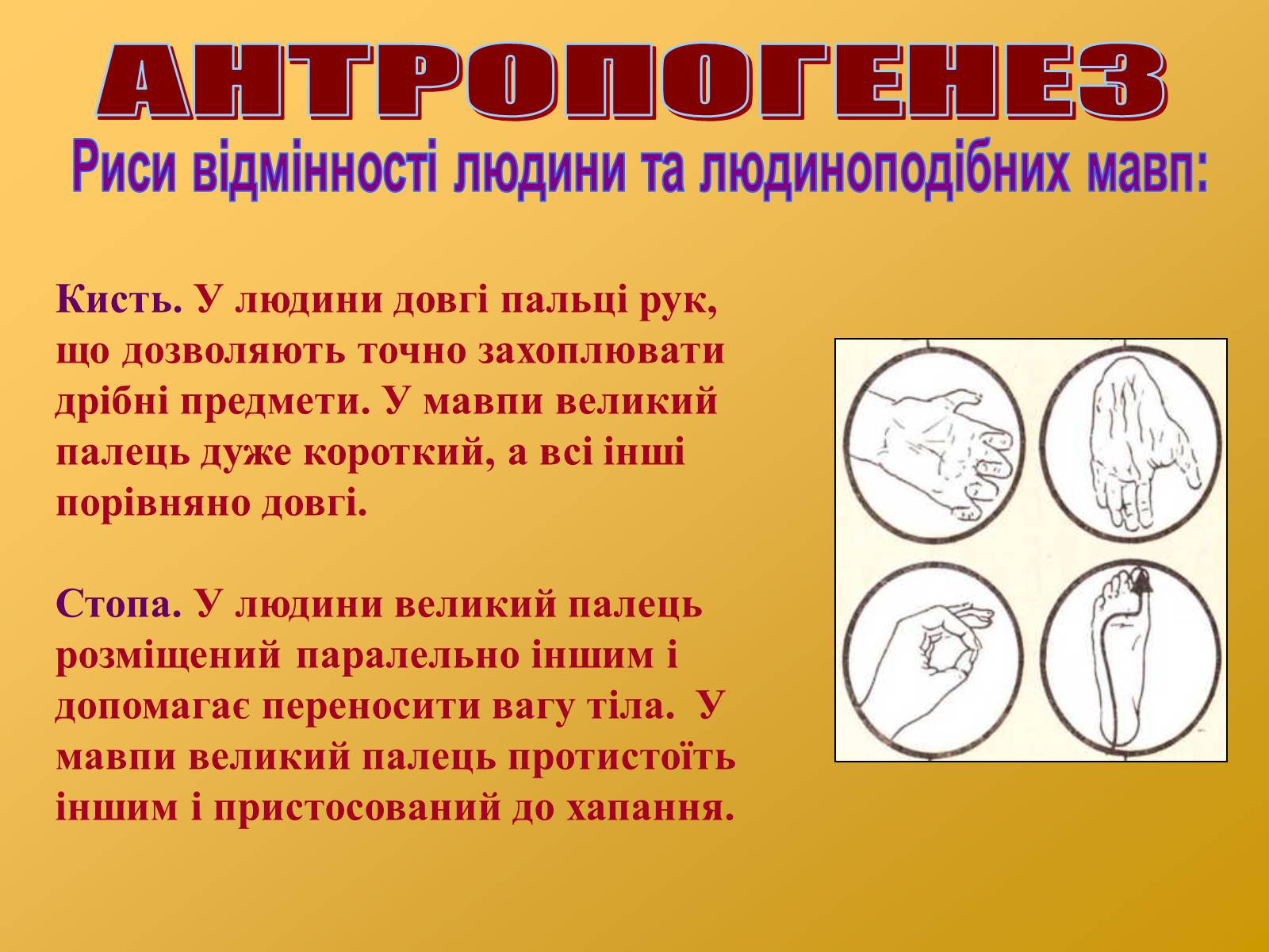 Презентація на тему «Антропогенез» (варіант 2) - Слайд #19 Презентація на тему «Антропогенез» (варіант 2) - Слайд #19