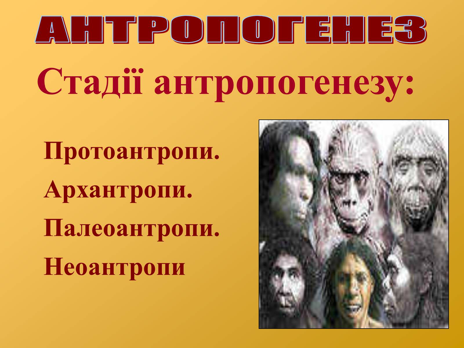 Презентація на тему «Антропогенез» (варіант 2) - Слайд #3 Презентація на тему «Антропогенез» (варіант 2) - Слайд #3