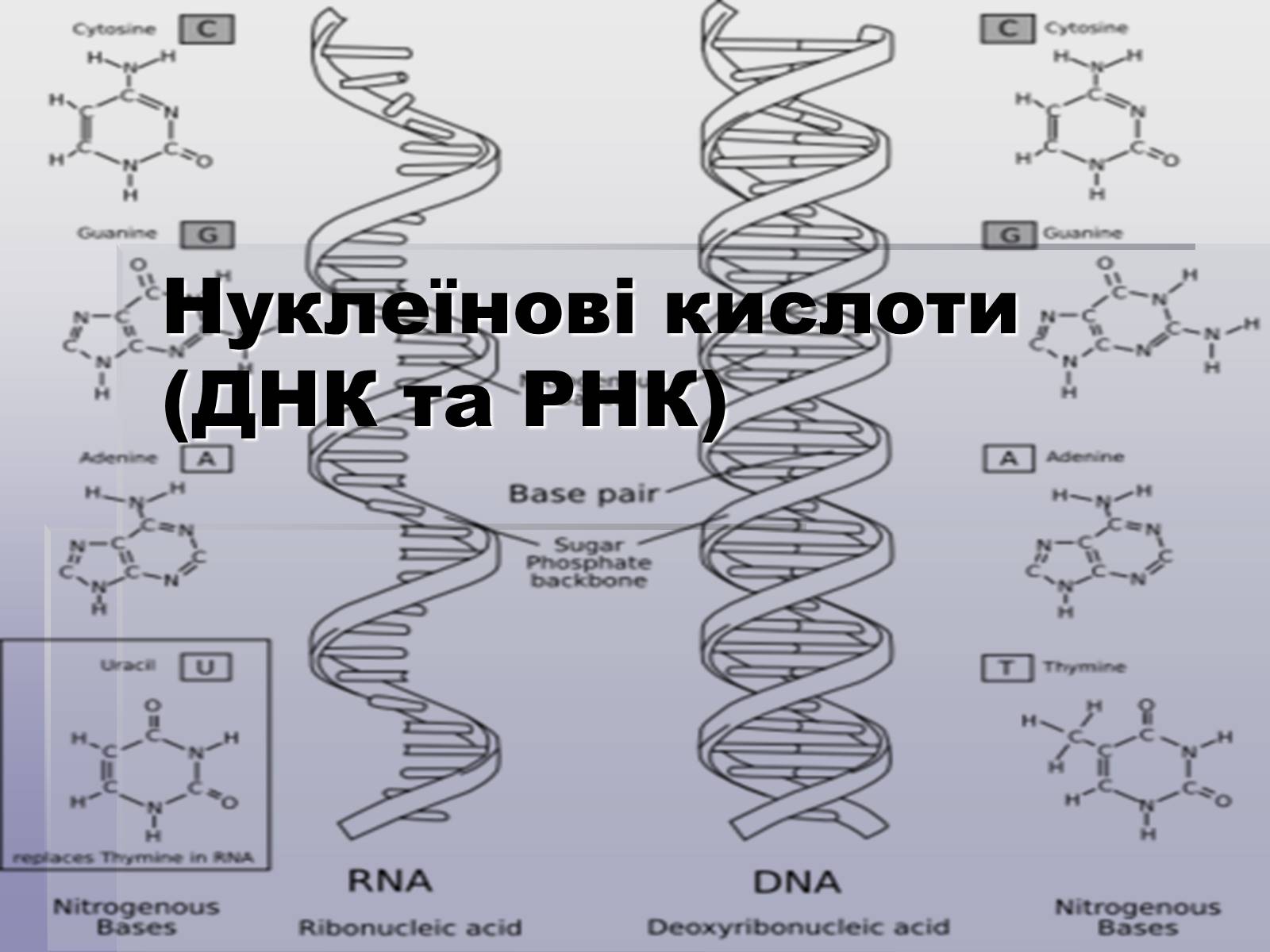 Презентація на тему «ДНК» (варіант 1) - Слайд #1 Презентація на тему «ДНК» (варіант 1) - Слайд #1