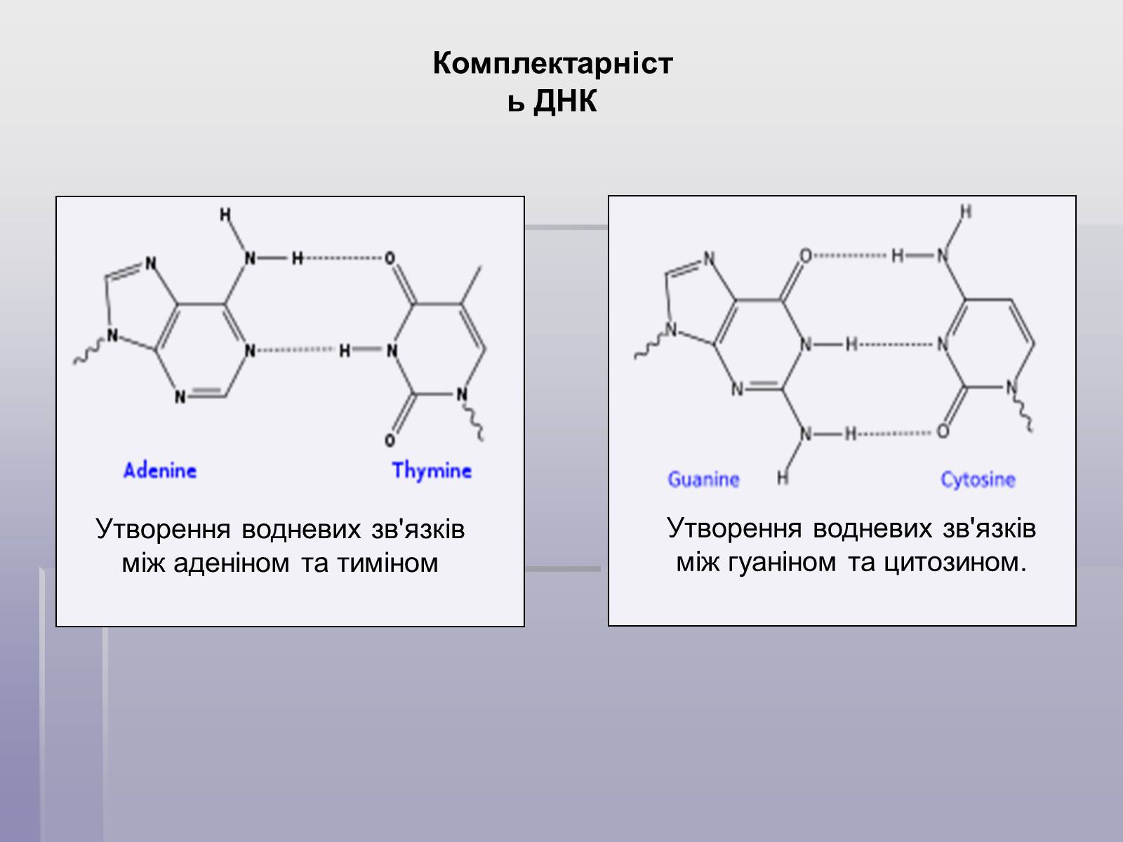 Презентація на тему «ДНК» (варіант 1) - Слайд #5 Презентація на тему «ДНК» (варіант 1) - Слайд #5