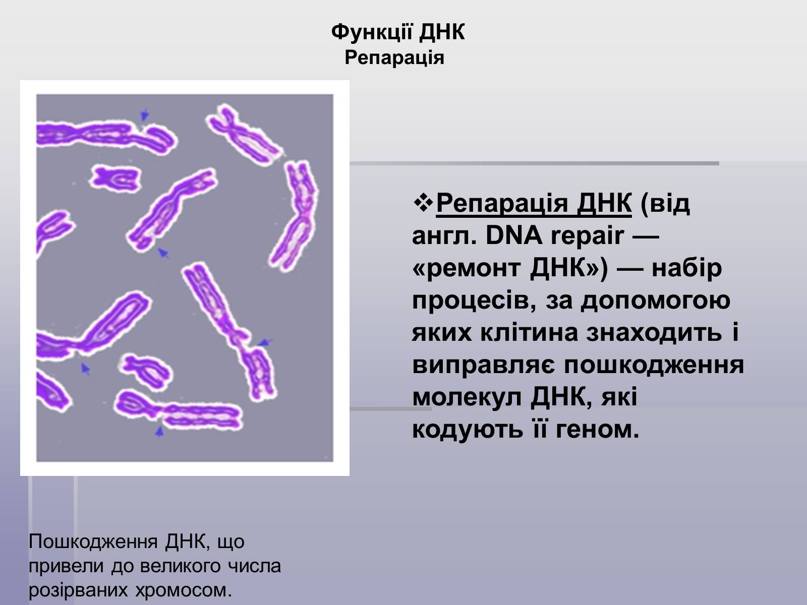 Презентація на тему «ДНК» (варіант 1) - Слайд #6 Презентація на тему «ДНК» (варіант 1) - Слайд #6