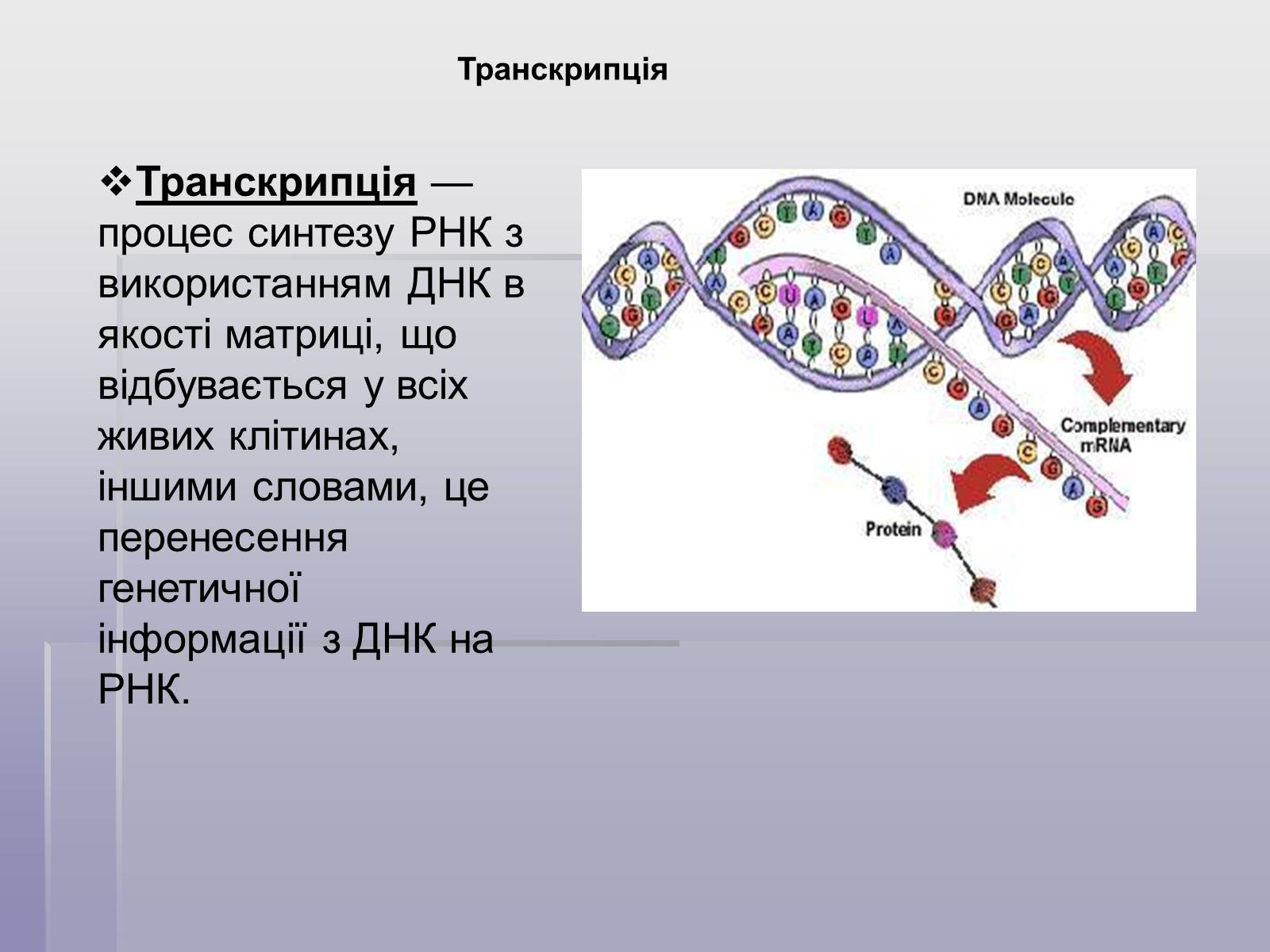 Презентація на тему «ДНК» (варіант 1) - Слайд #7 Презентація на тему «ДНК» (варіант 1) - Слайд #7