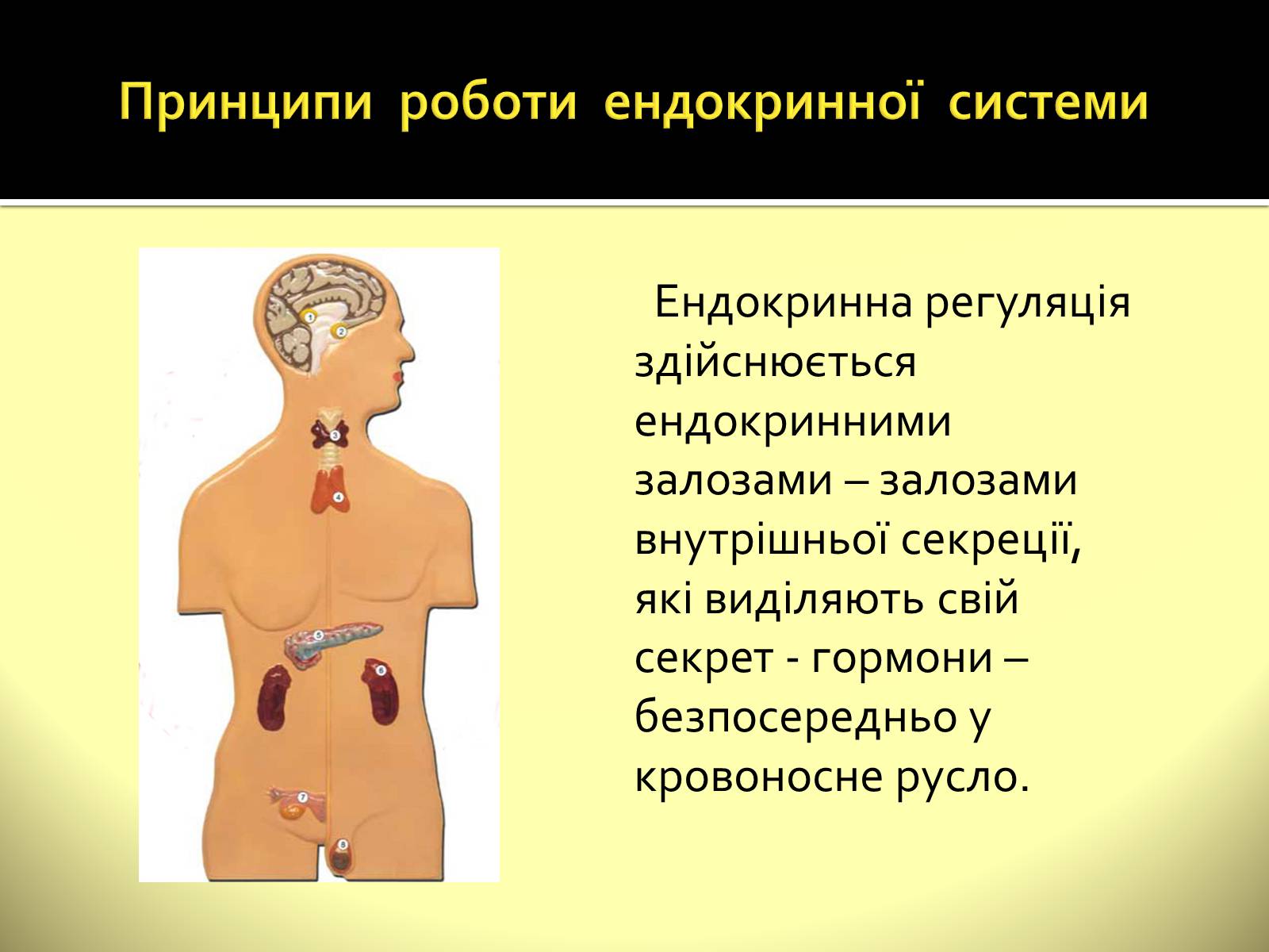 Презентація на тему «Ендокринні залози» - Слайд #2 Презентація на тему «Ендокринні залози» - Слайд #2