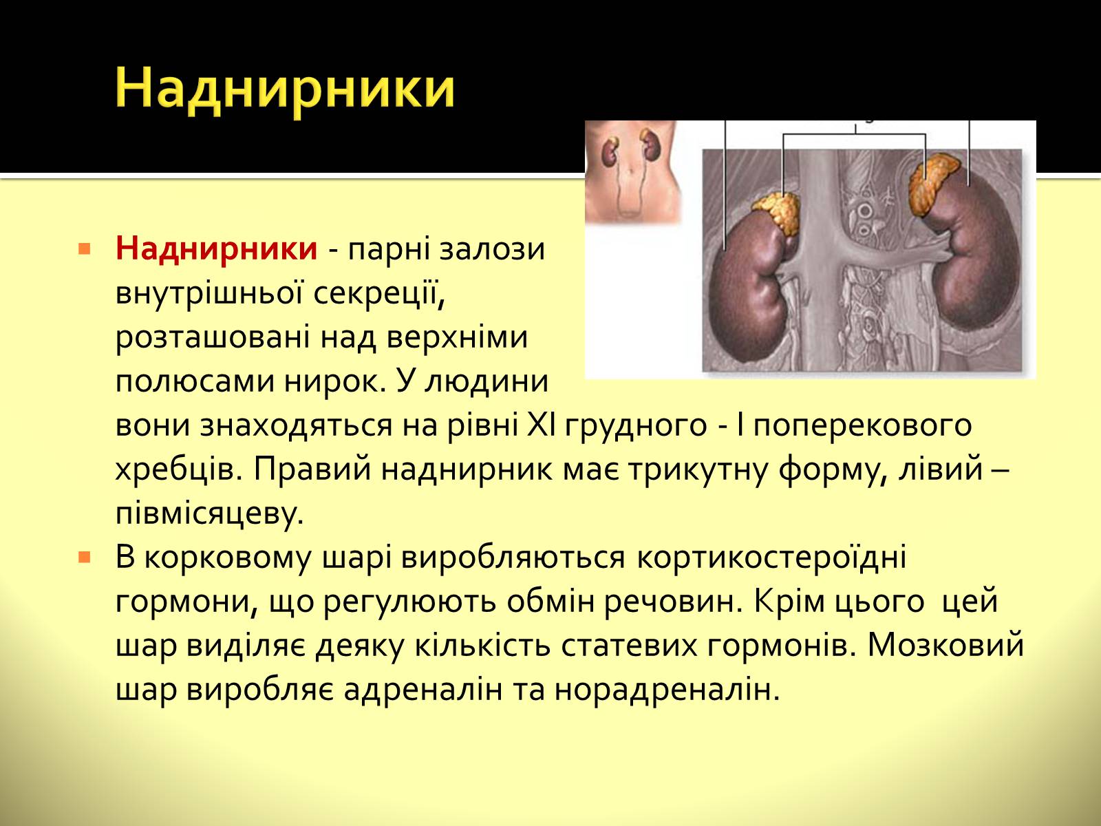 Презентація на тему «Ендокринні залози» - Слайд #9 Презентація на тему «Ендокринні залози» - Слайд #9