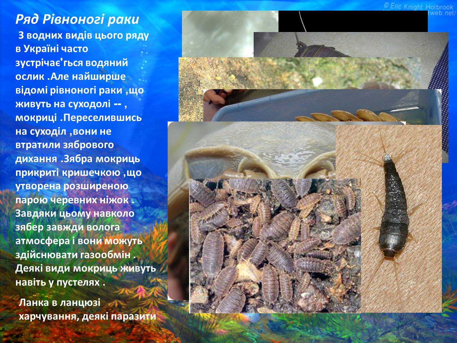 Презентація на тему «Різноманітність ракоподібних» (варіант 2) - Слайд #15 Презентація на тему «Різноманітність ракоподібних» (варіант 2) - Слайд #15