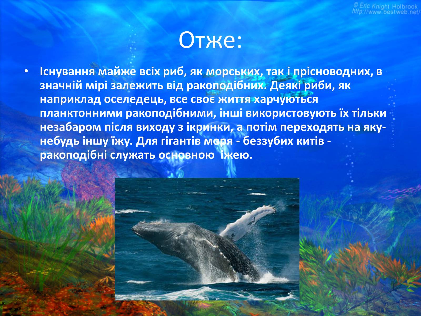 Презентація на тему «Різноманітність ракоподібних» (варіант 2) - Слайд #18 Презентація на тему «Різноманітність ракоподібних» (варіант 2) - Слайд #18