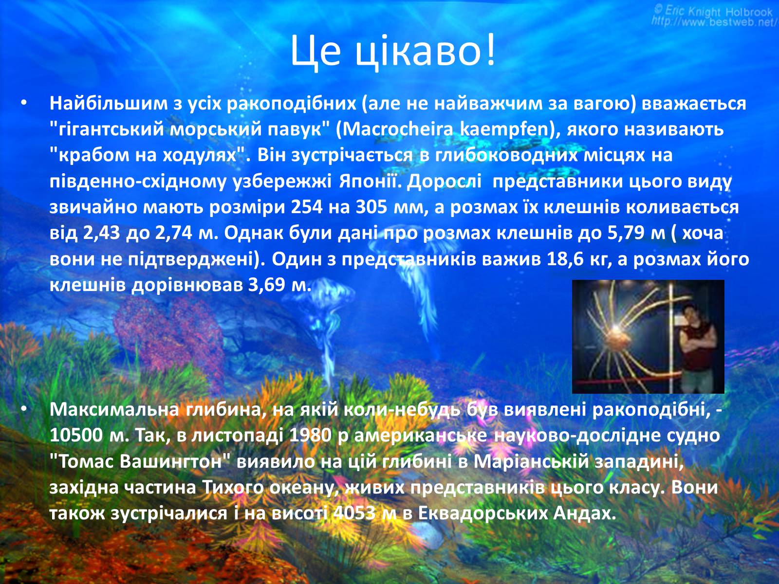 Презентація на тему «Різноманітність ракоподібних» (варіант 2) - Слайд #21 Презентація на тему «Різноманітність ракоподібних» (варіант 2) - Слайд #21